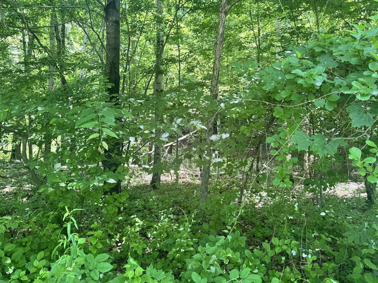 Level Front Lot With Ledge Bank For Privaty