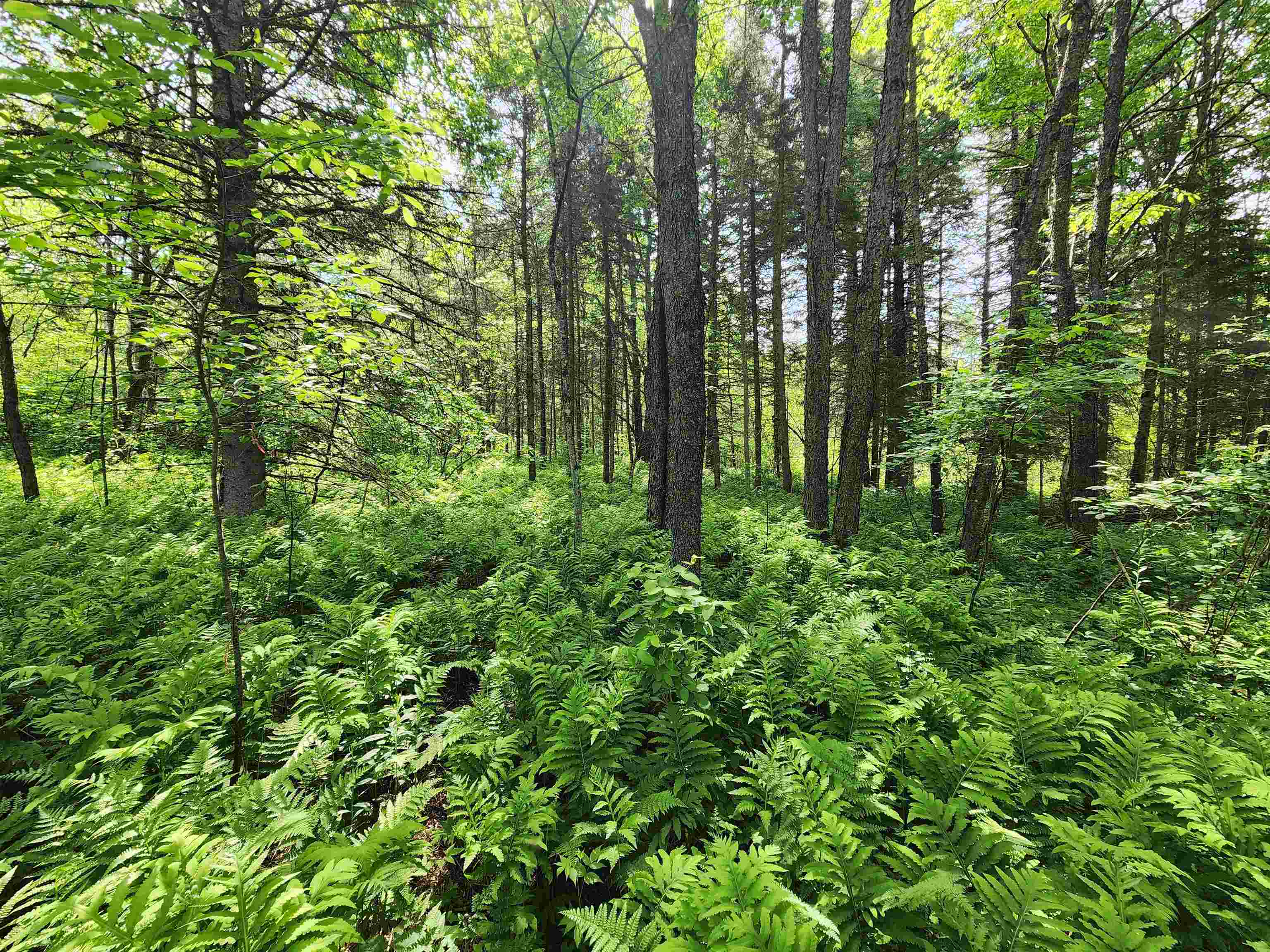 00 Boise Cascade Rd, Dummer, NH 03579