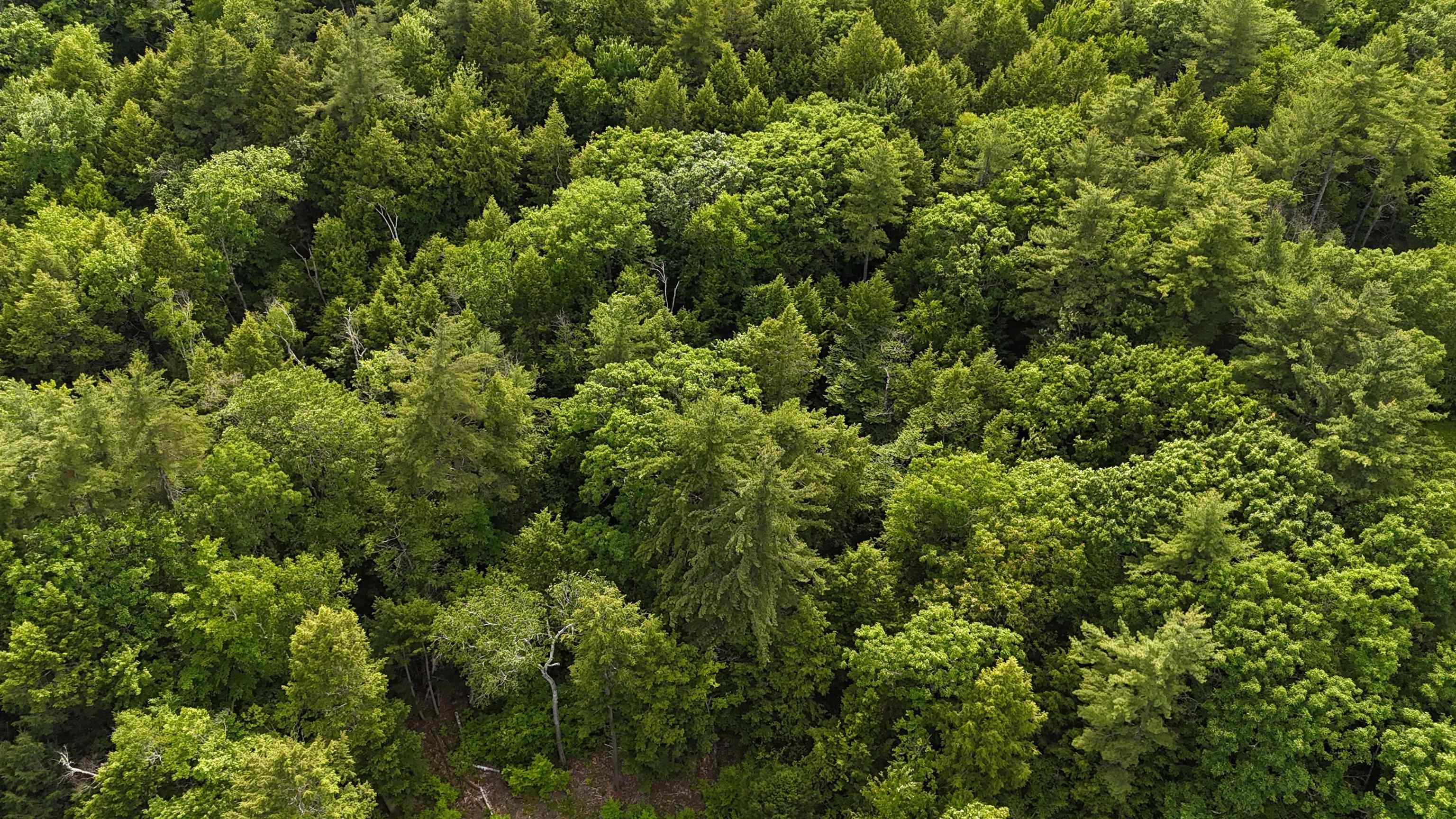 00 Forrest Dr, Marlborough, NH 03455