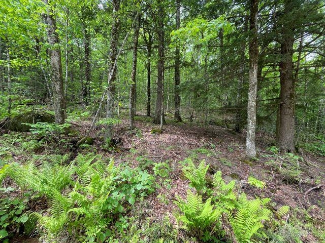 Dole School House Rd, Washington, NH 03280