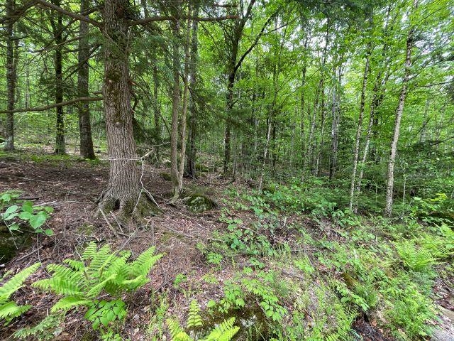 Dole School House Rd, Washington, NH 03280
