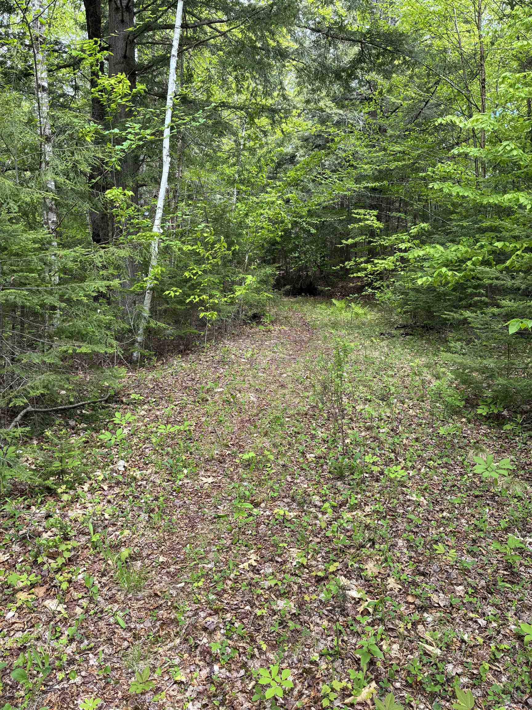 Woods Road/On Property 25398347