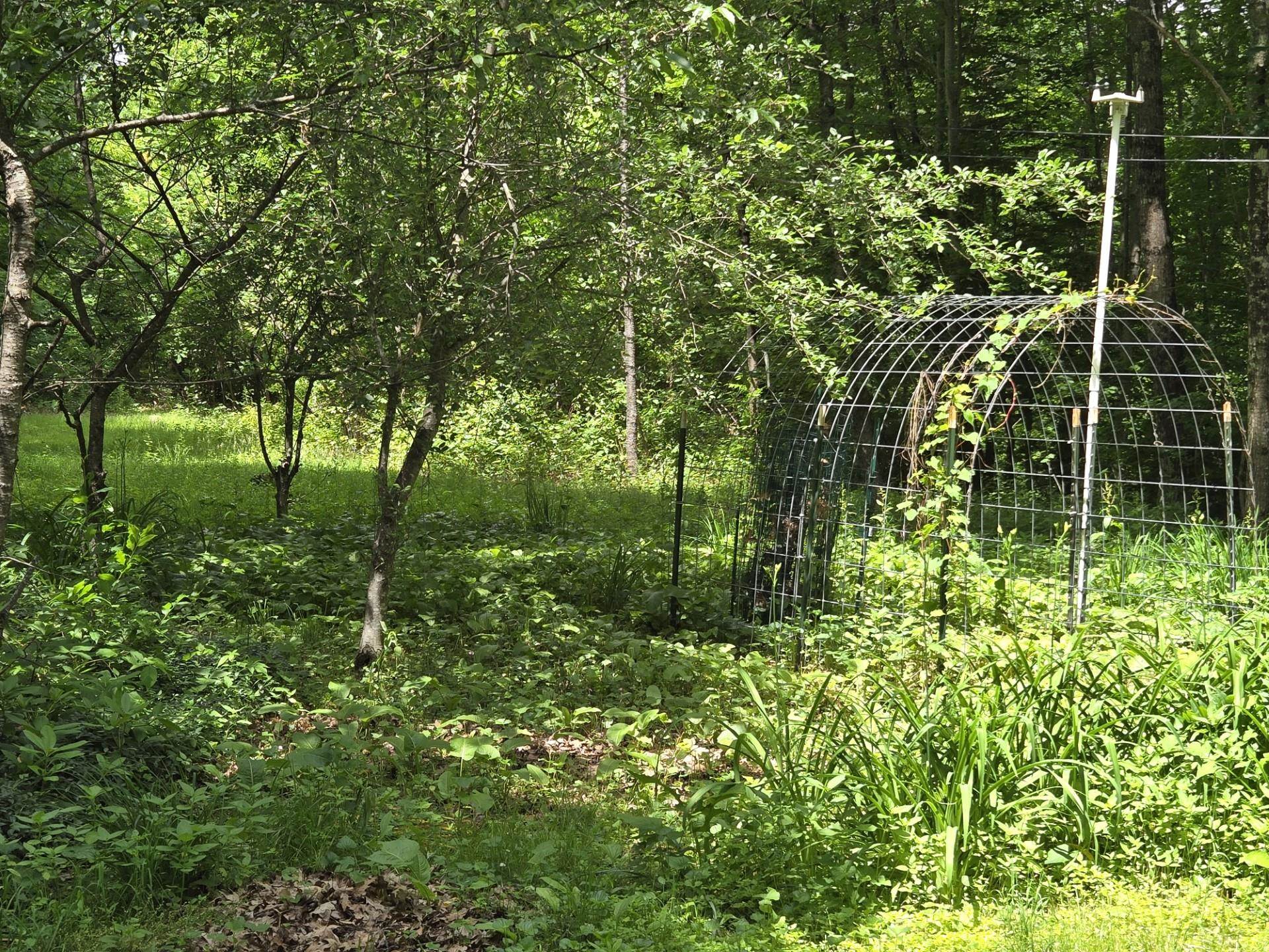Side yard