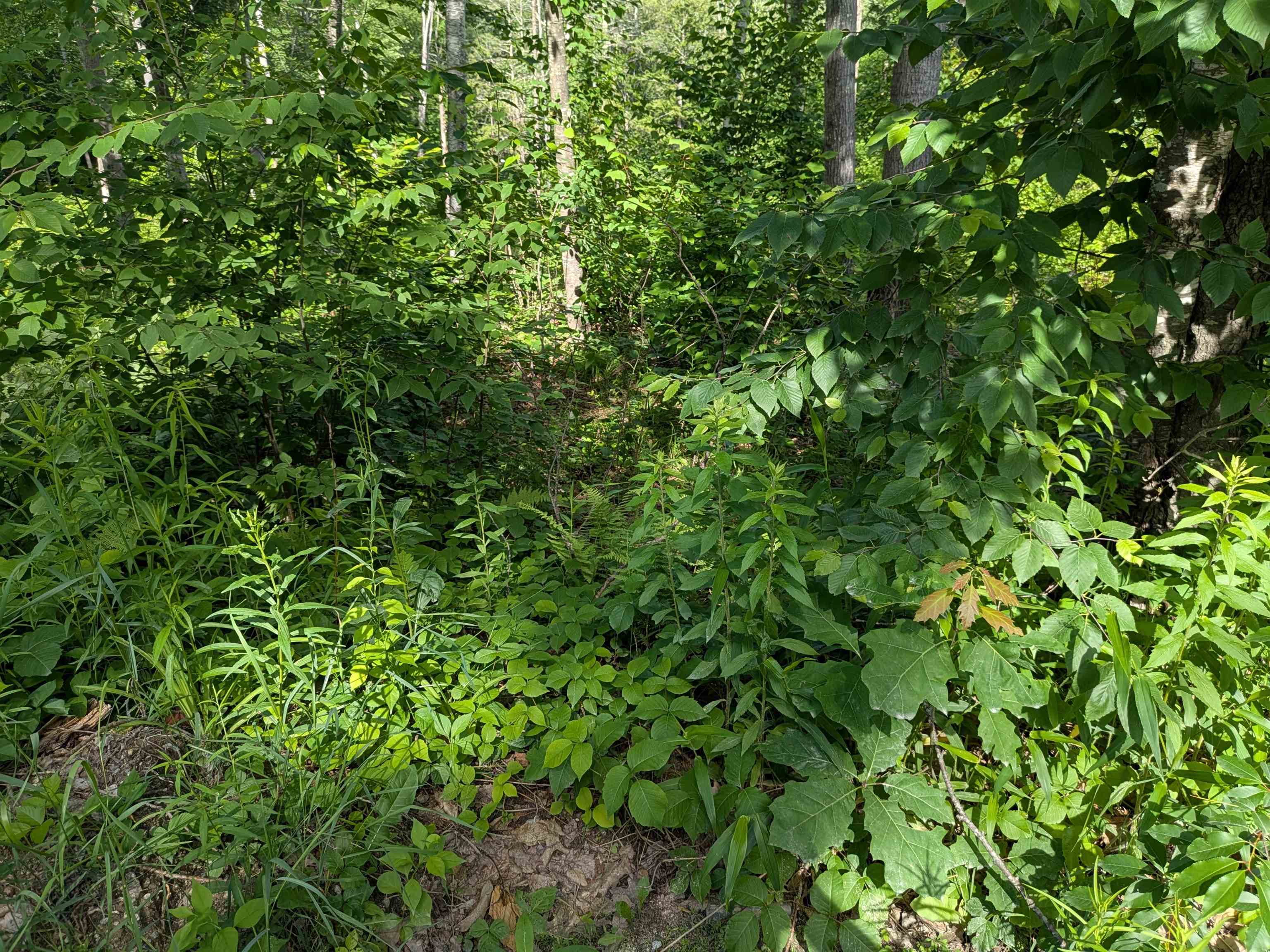 Autumn Rd, Hillsborough, NH 03244