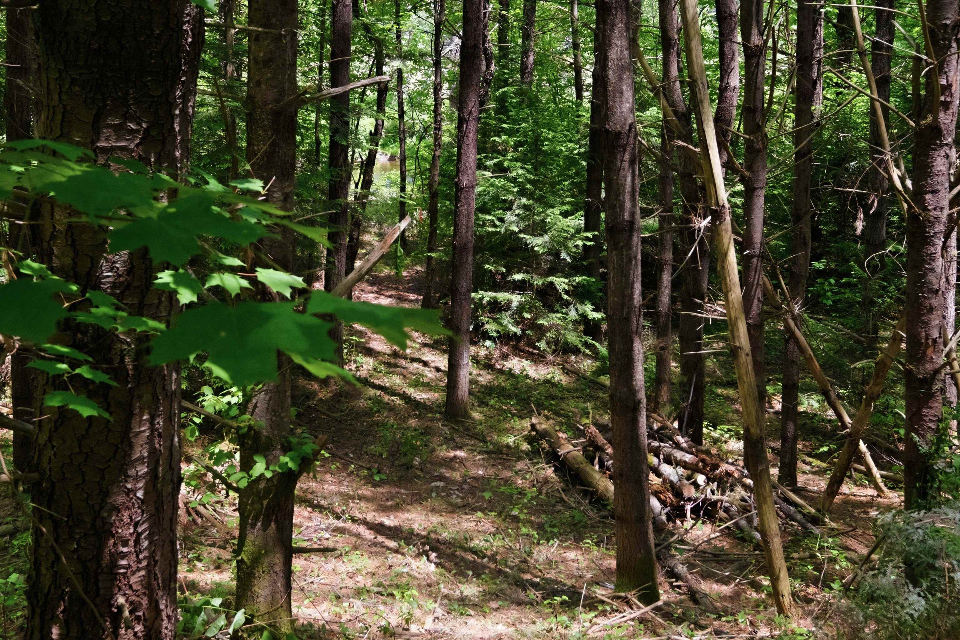 00 Nh 103 Route, Warner, NH 03278