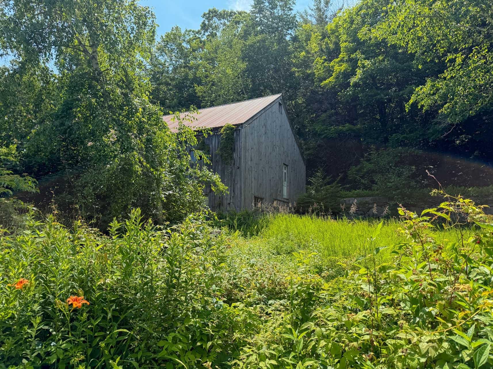 Wildflowers