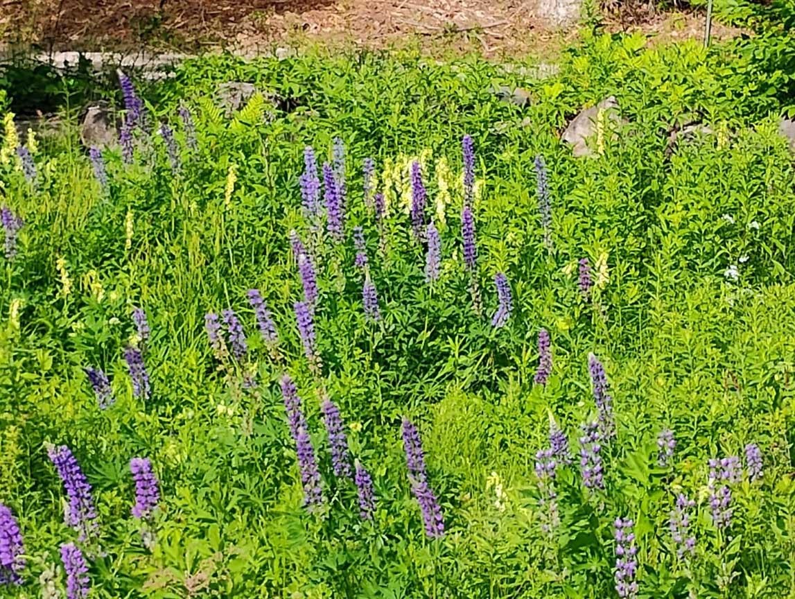 Wildflowers