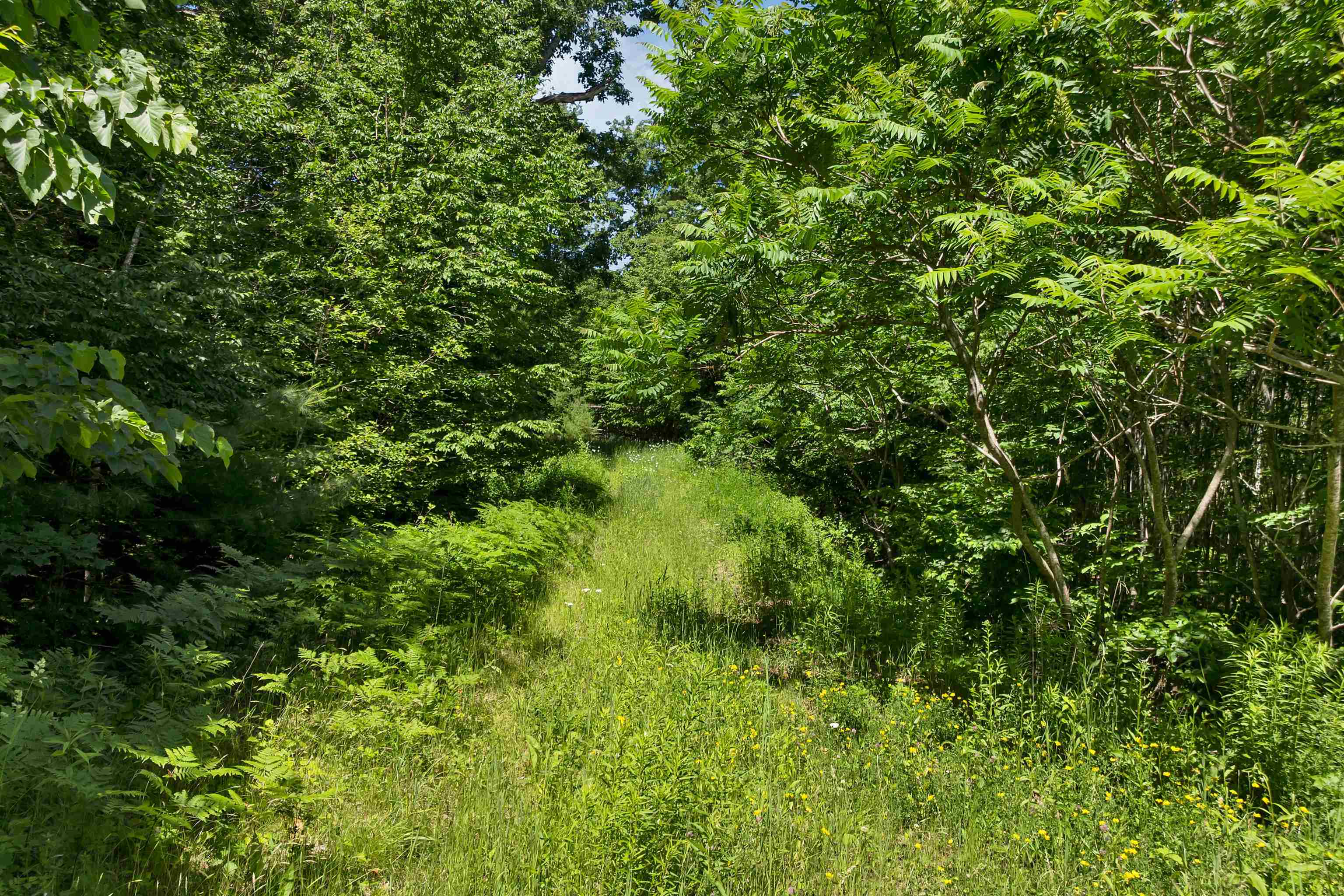 Path To Pond