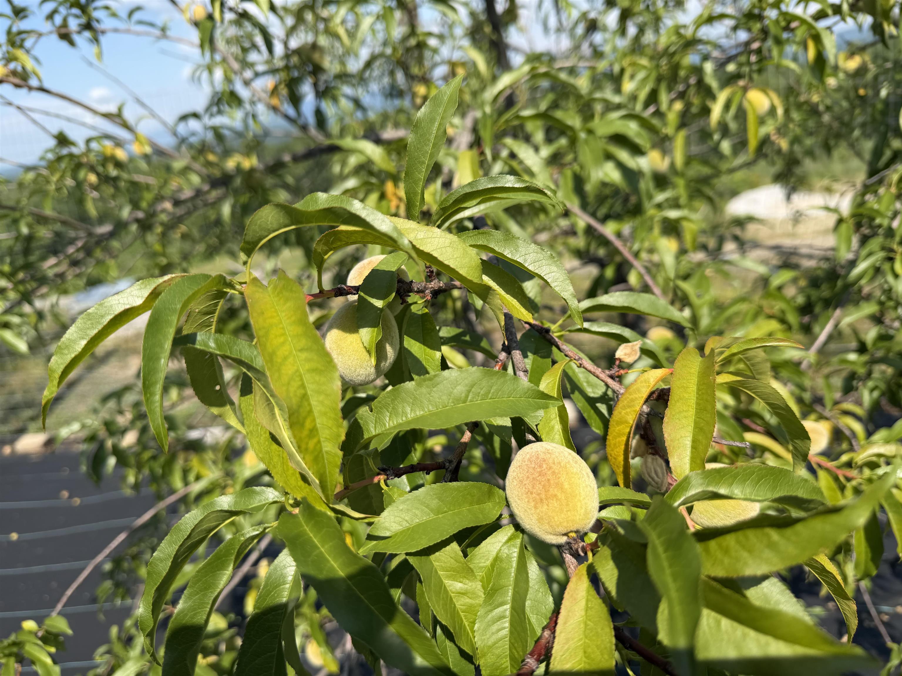 Peaches