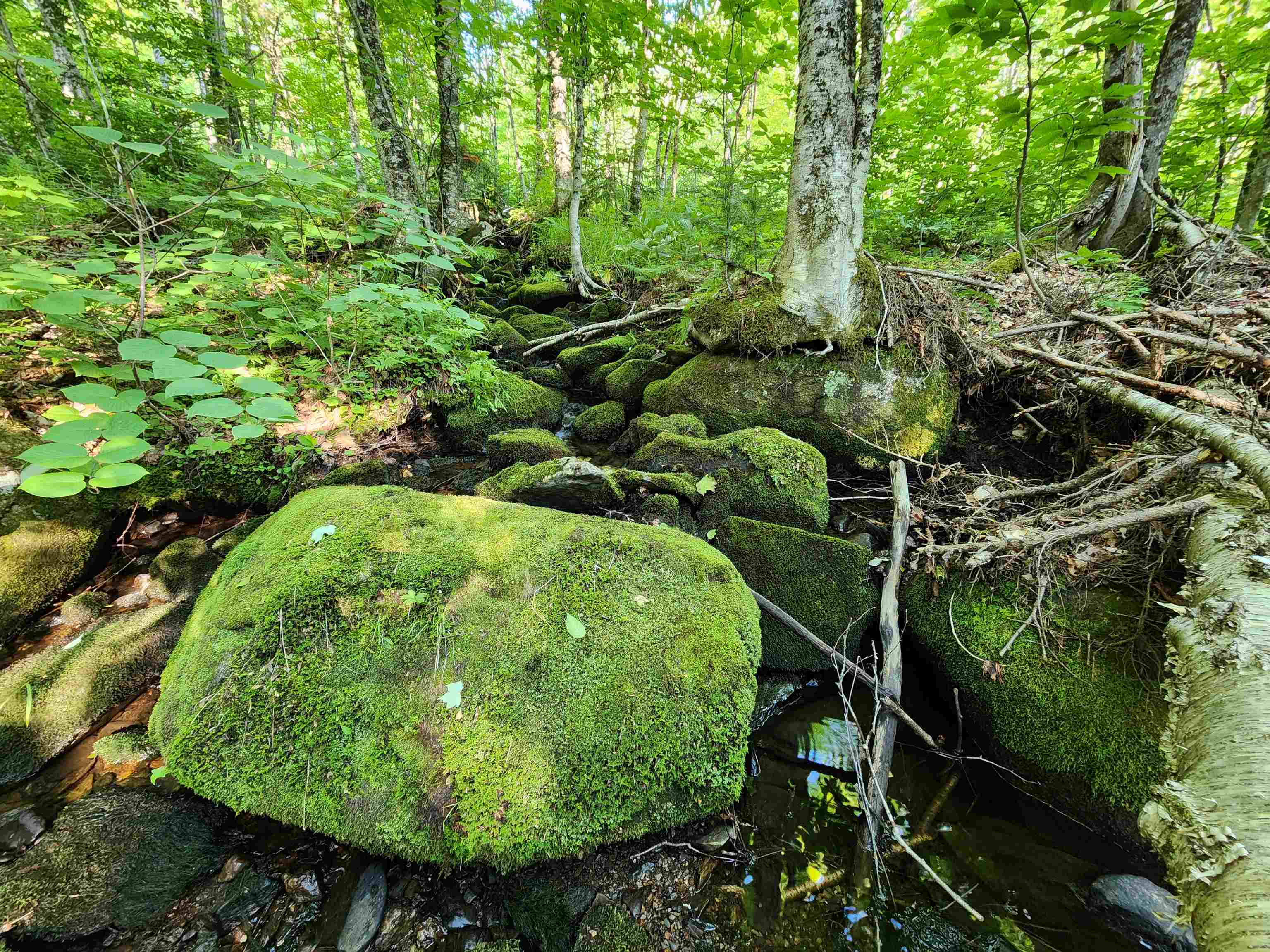 Lot 13 Ginnie Ln, Errol, NH 03579