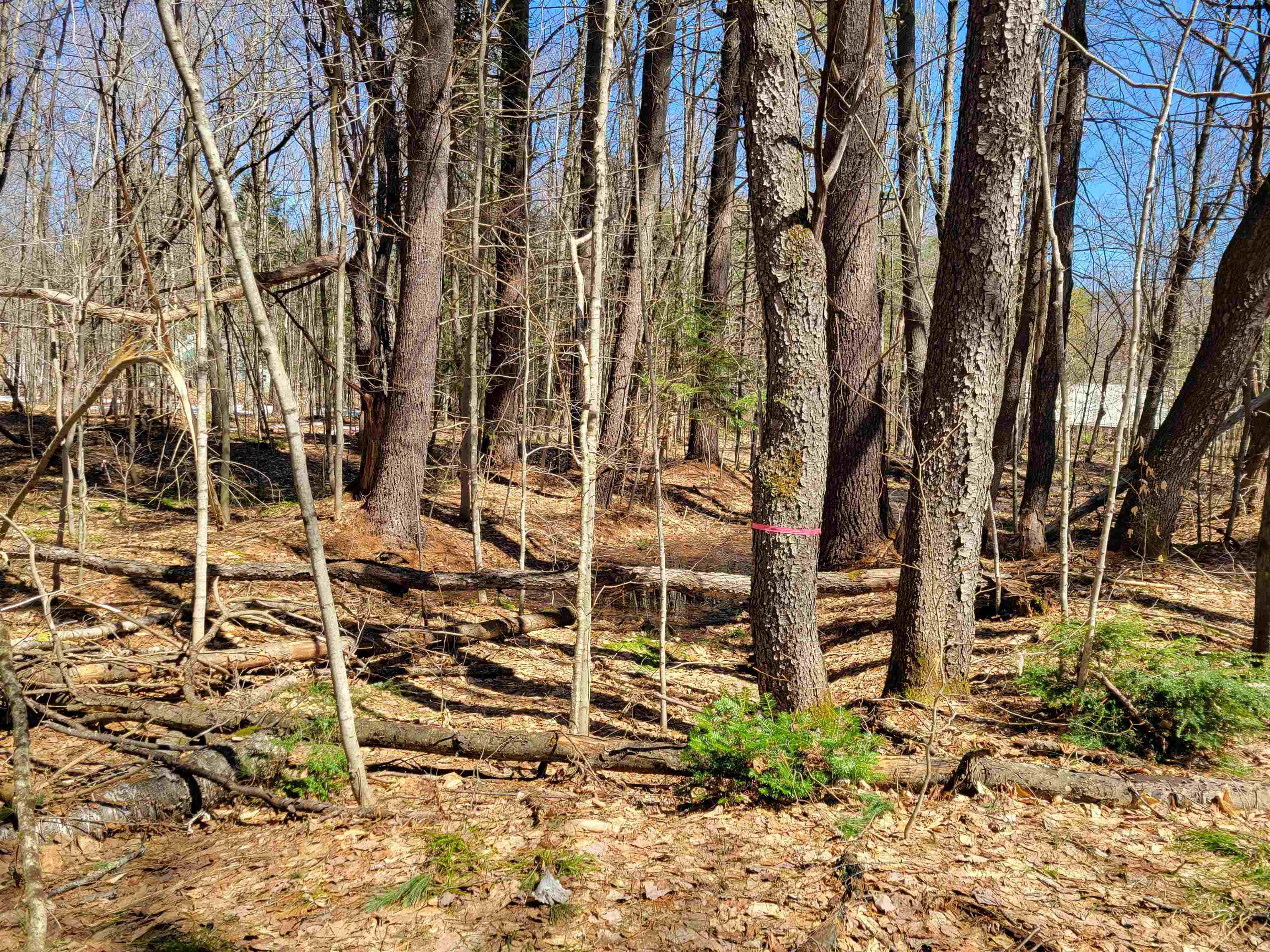 Map 105 Lot 20 Lost River Road, Woodstock, NH photo 5