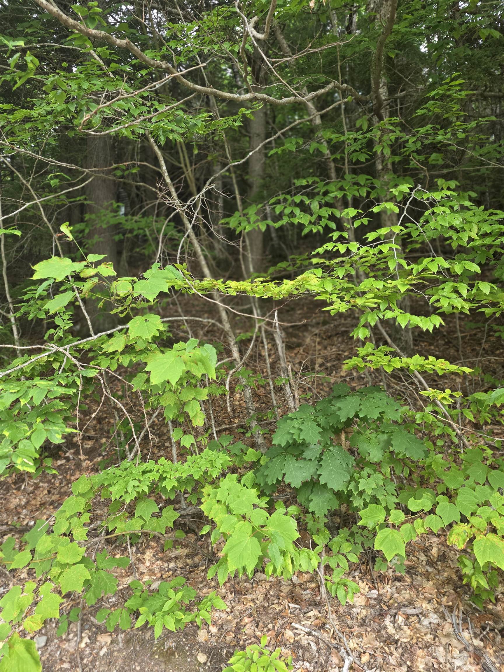 113 Bell Valley Rd, Campton, NH 03223