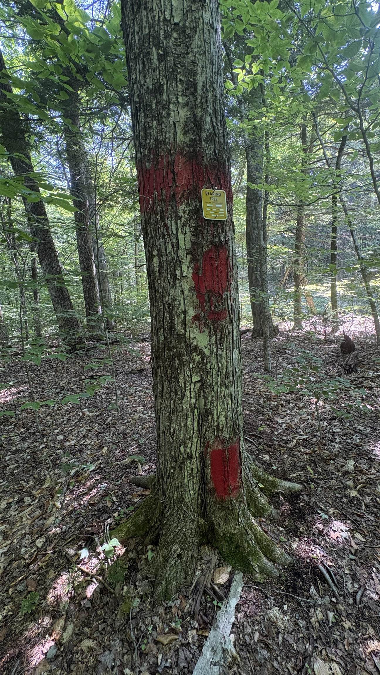 National Forest Blaze