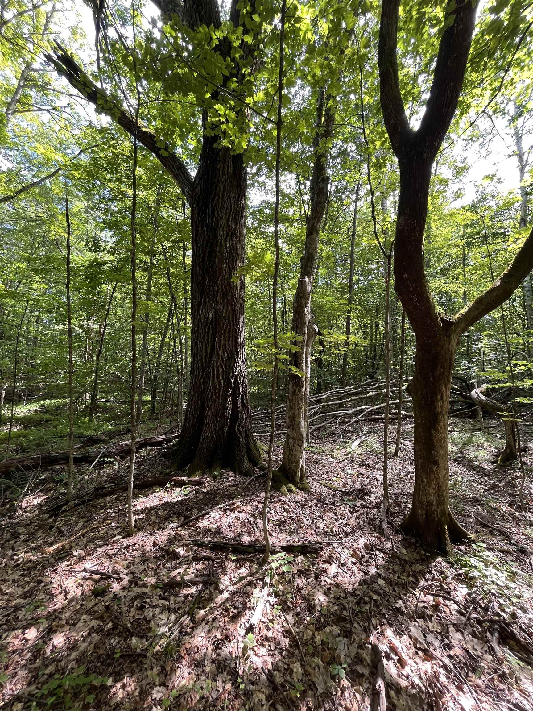Map 242 Lot 6 Columbus Jordan Rd, Plainfield, NH 03781