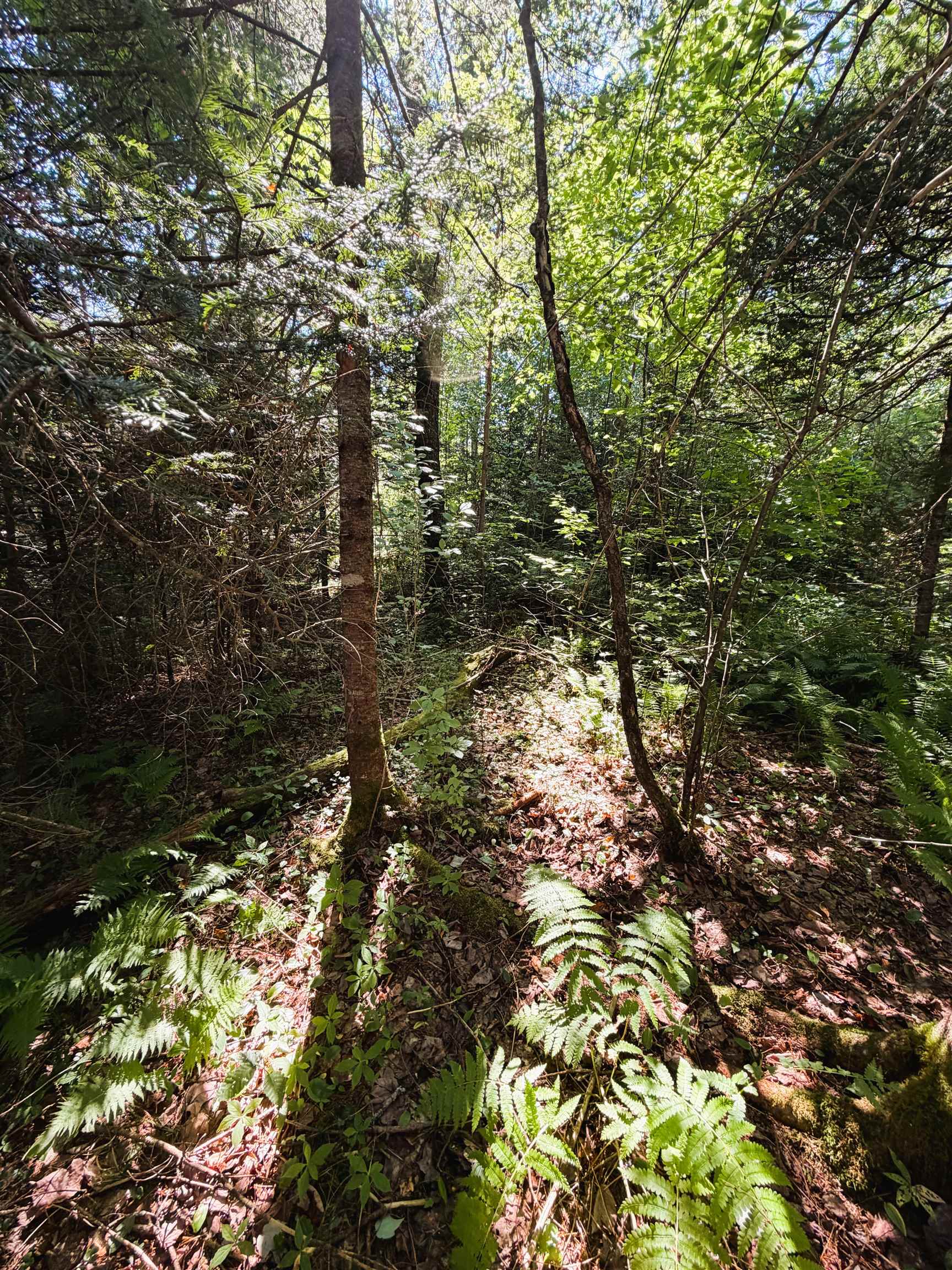 Parker Rd, Whitefield, NH 03598