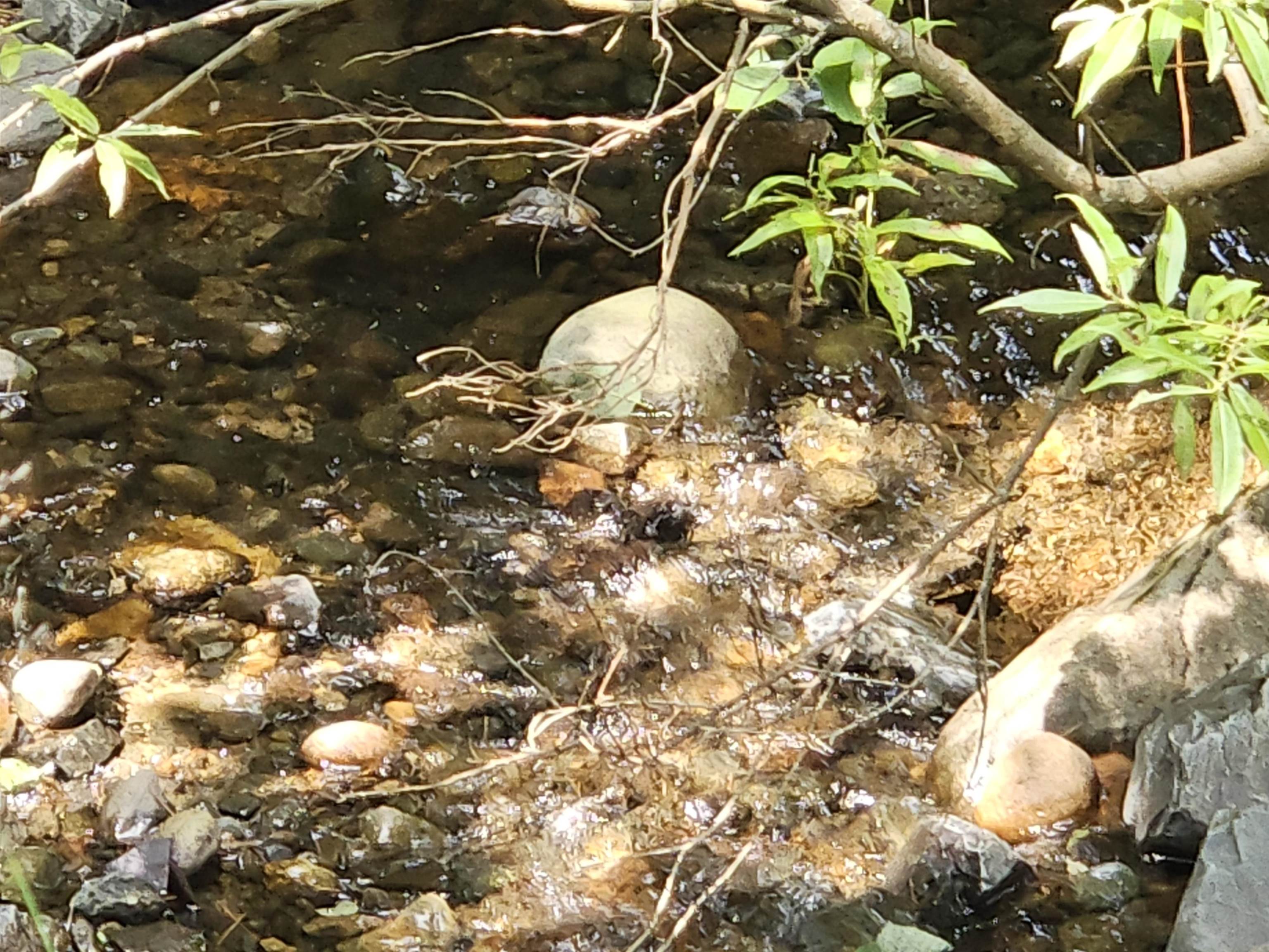 brook