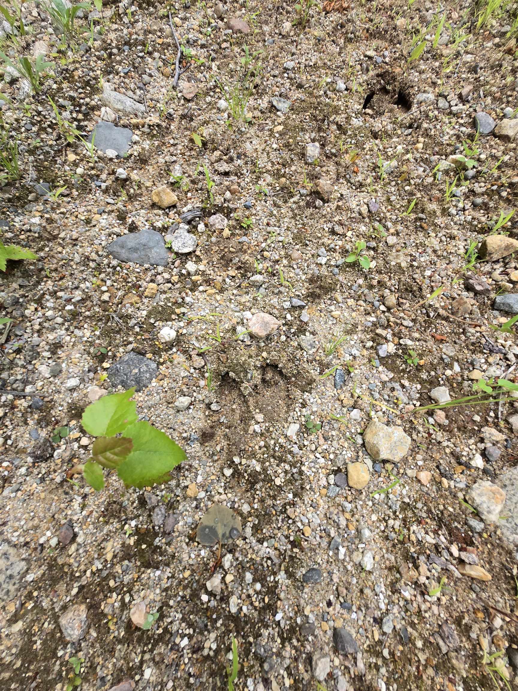 Moose Tracks