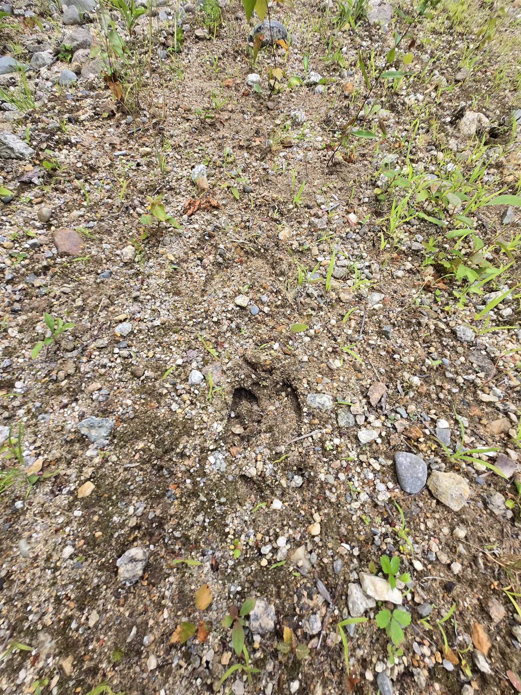 Moose Tracks