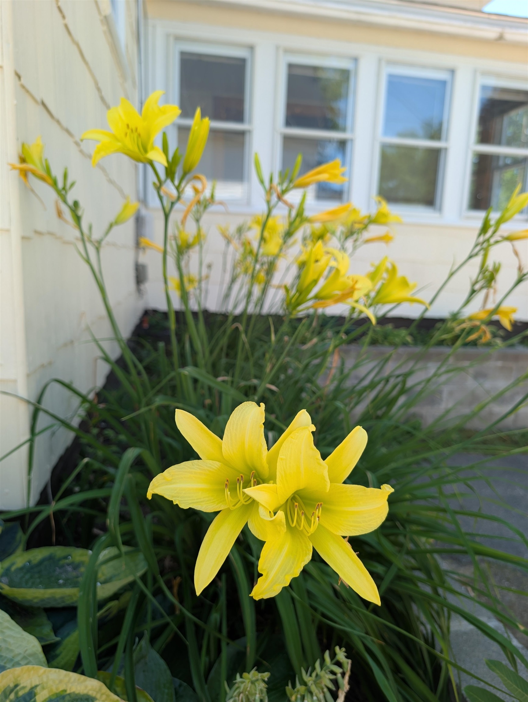 Flowering perennials out front