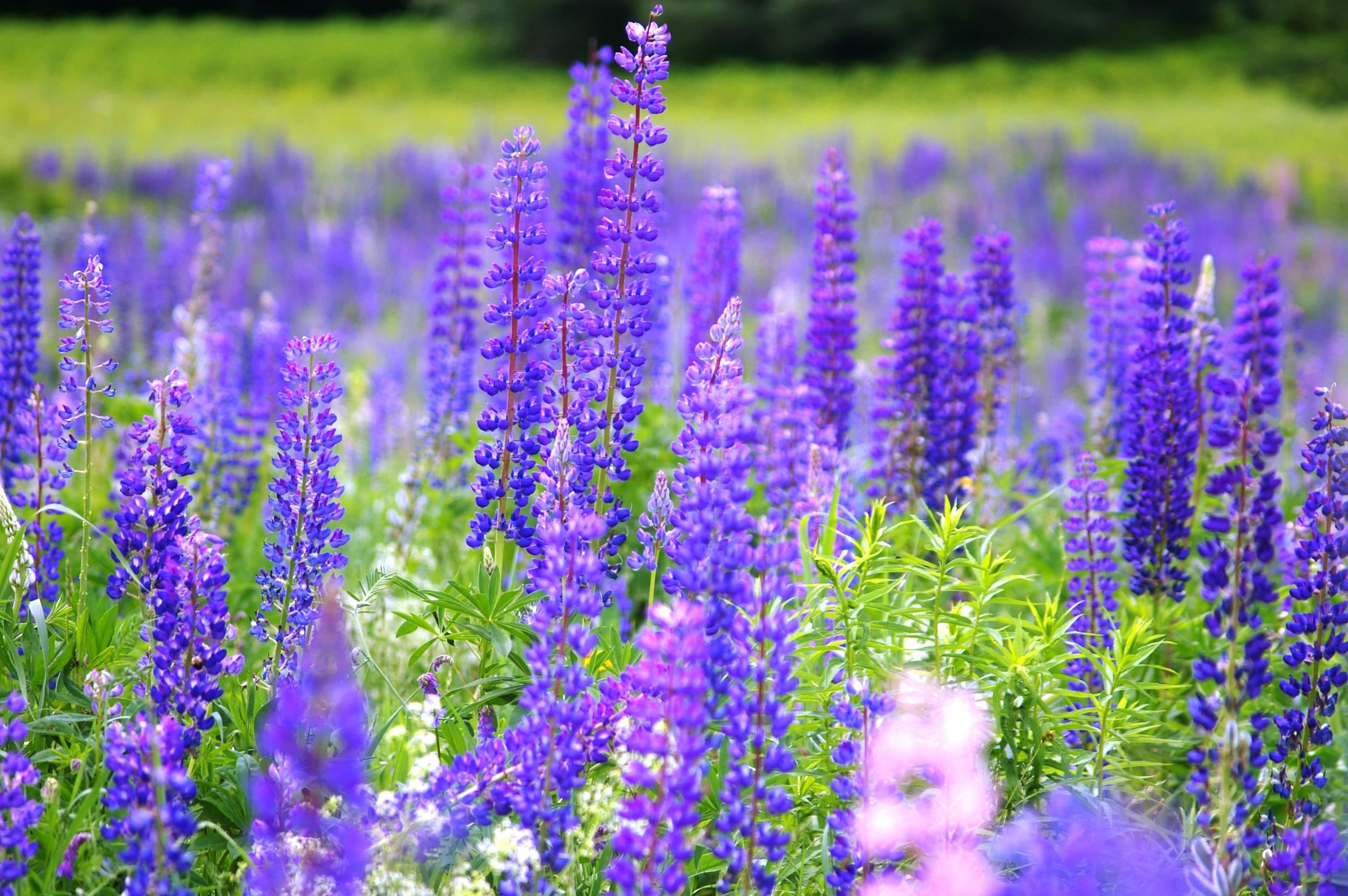 Our Area Lupine In June