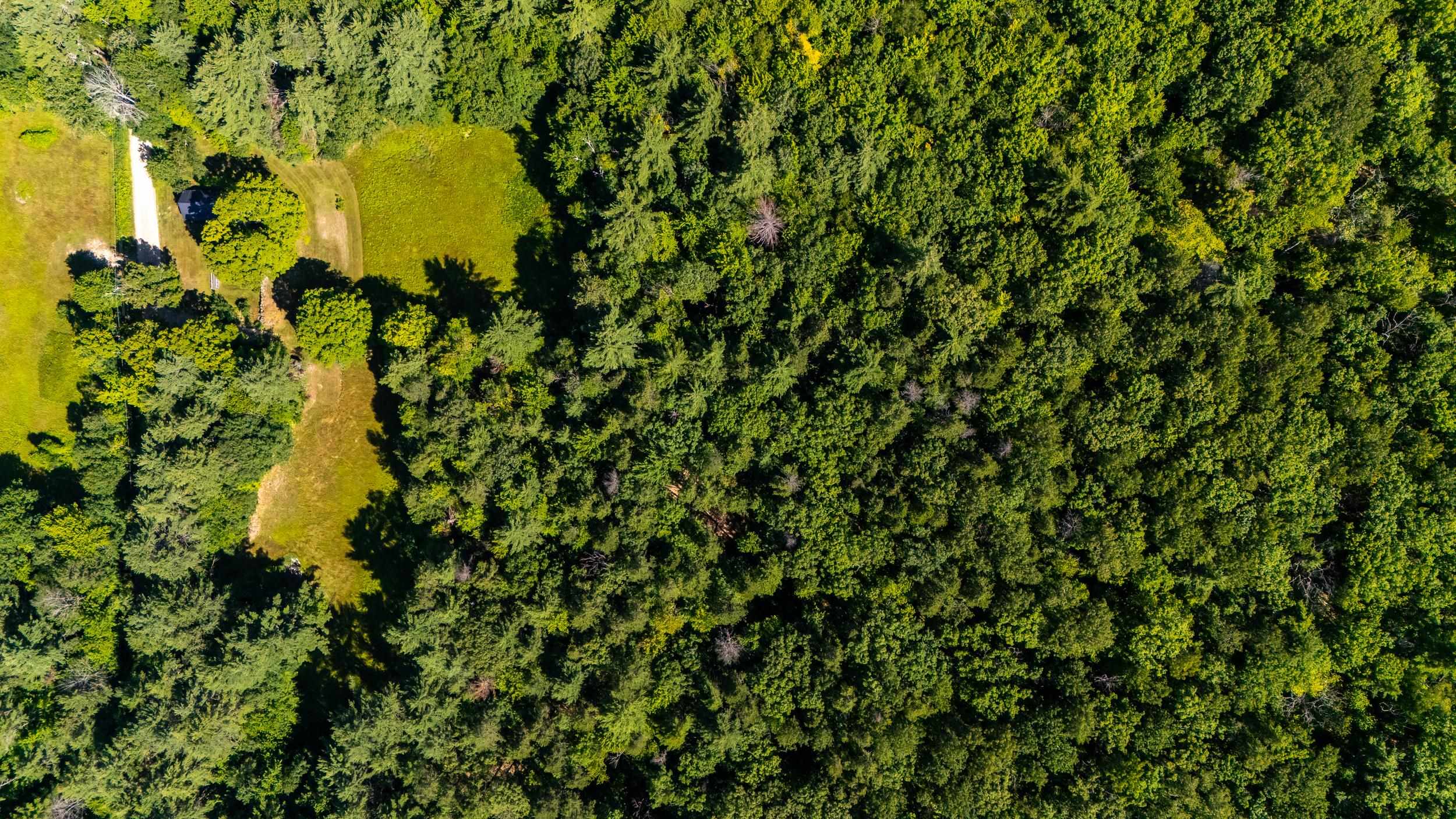 MUCH OF THE 43.18+/- ACRES IS WOODED AND IS READY TO BE SELECTIVE HARVESTED.