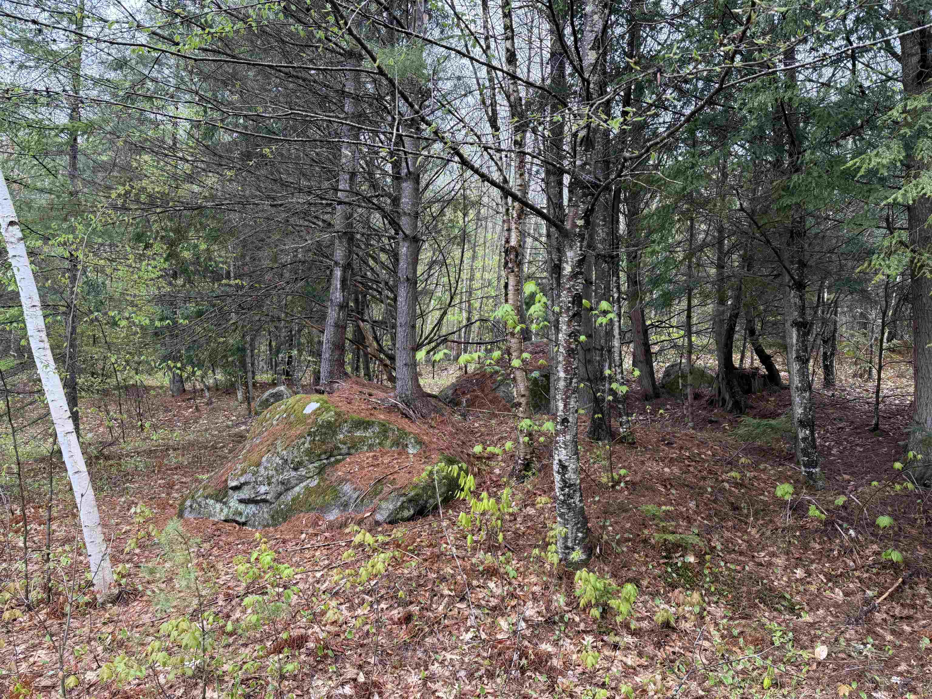 Woods 25851178