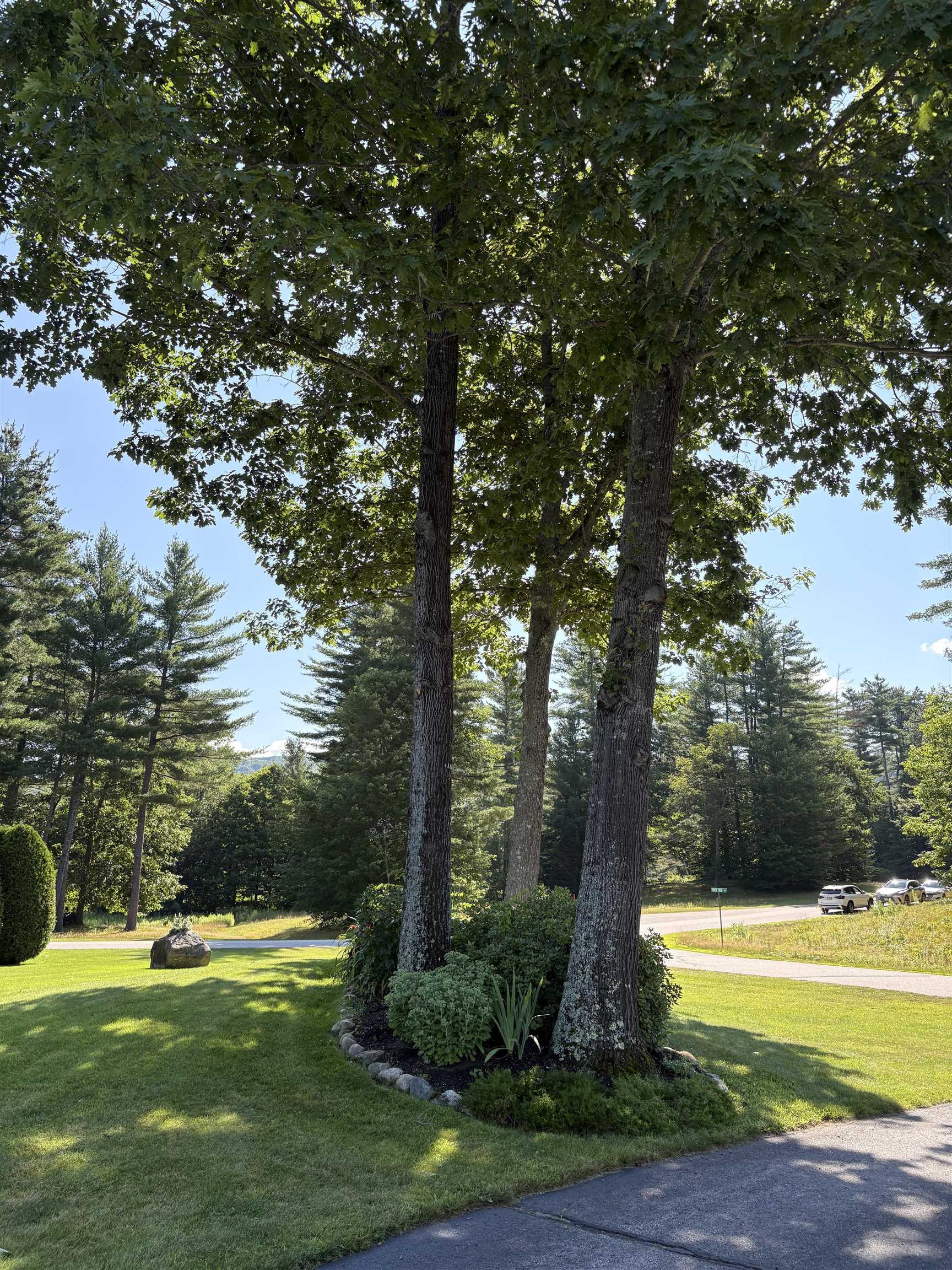 Shade garden