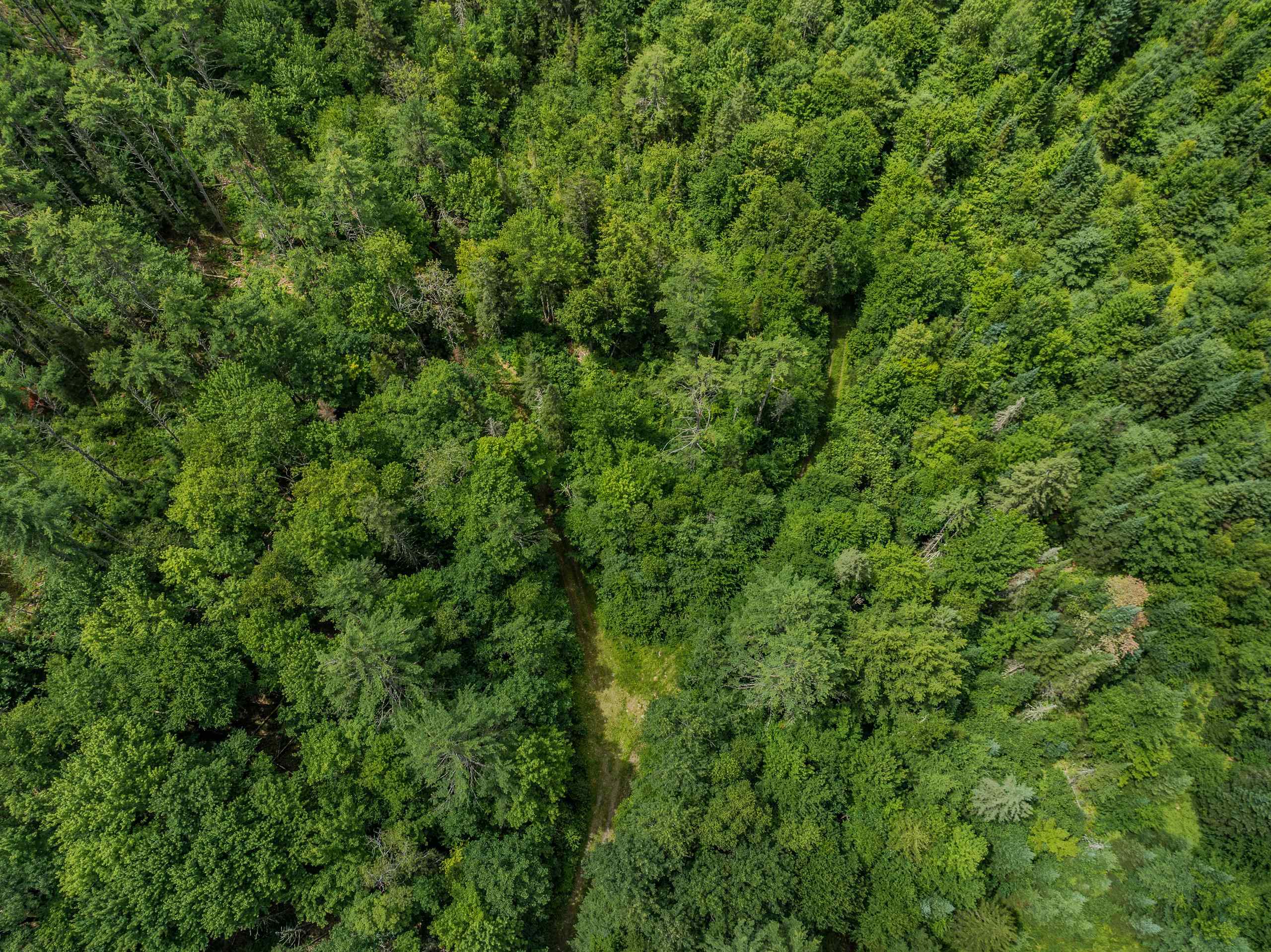 Small Clearing