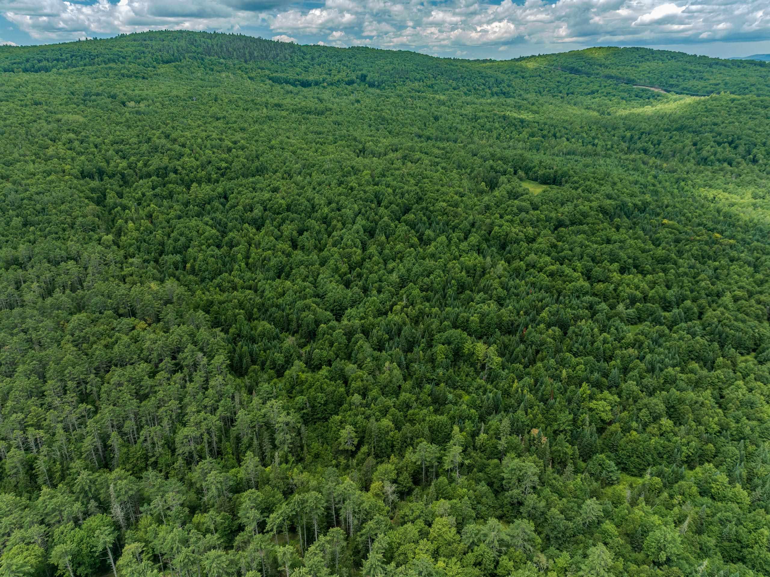 Beautiful Canopy