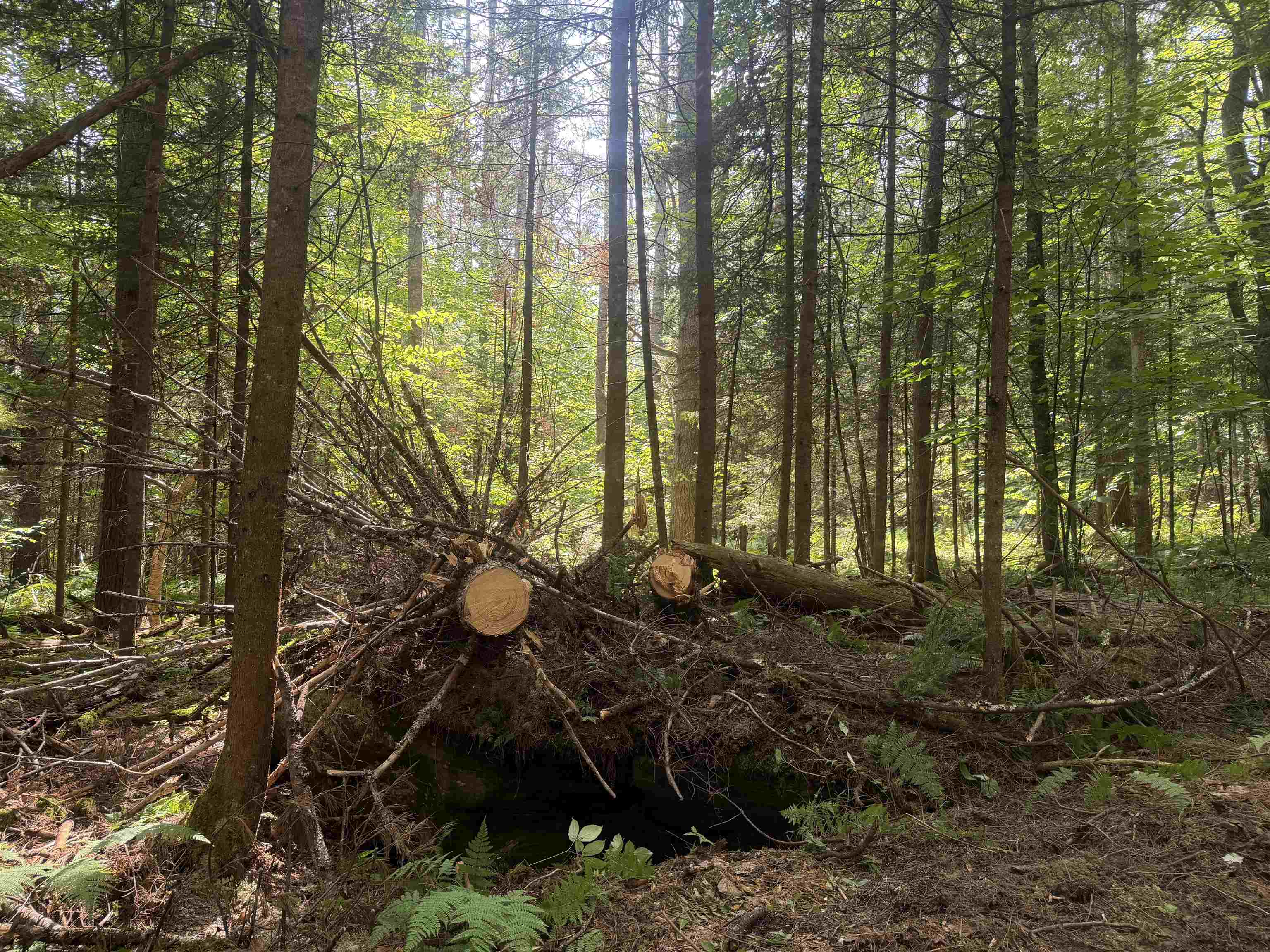 Cleared up Blow Downs