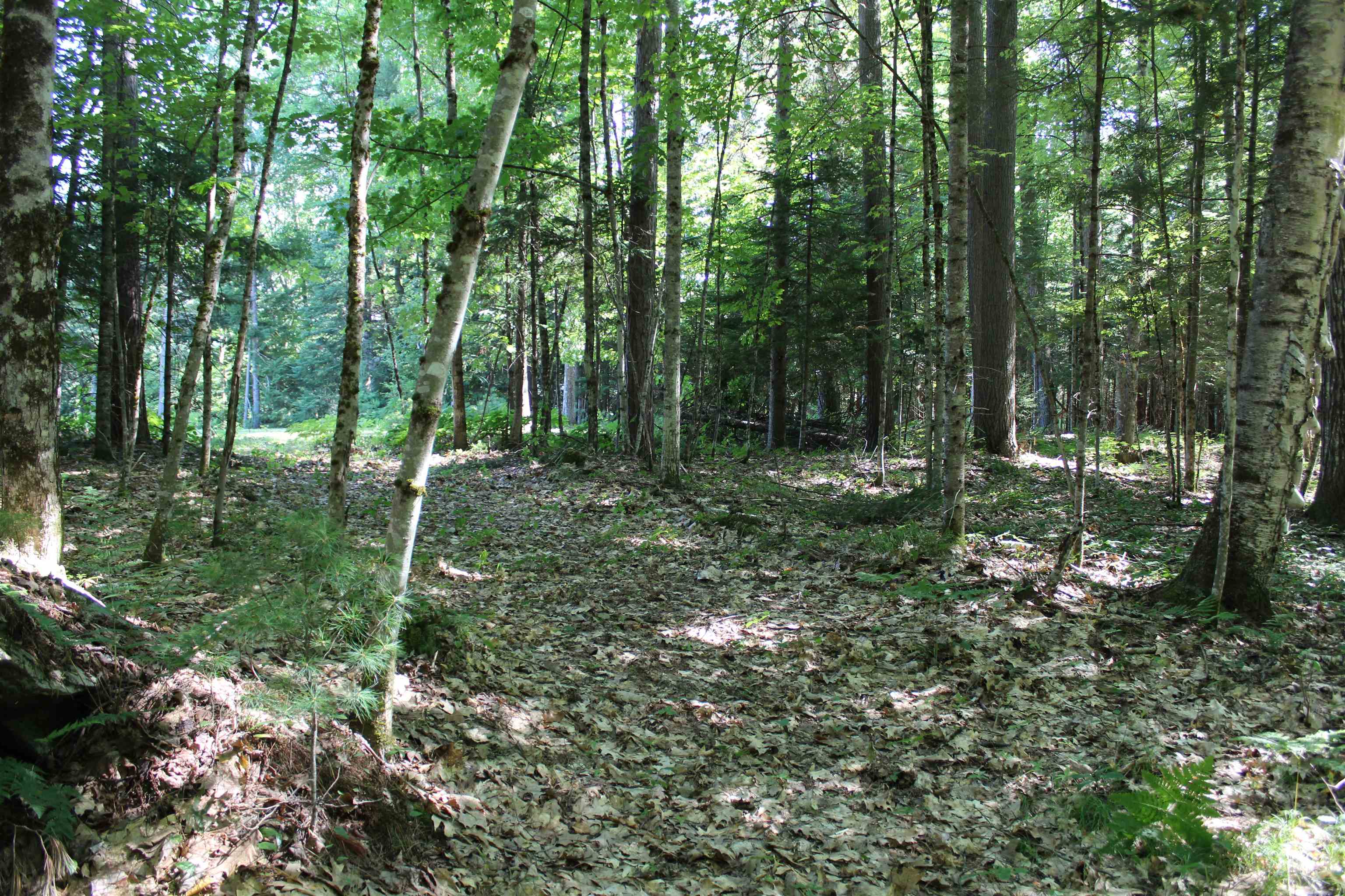 Many Trails thru woods