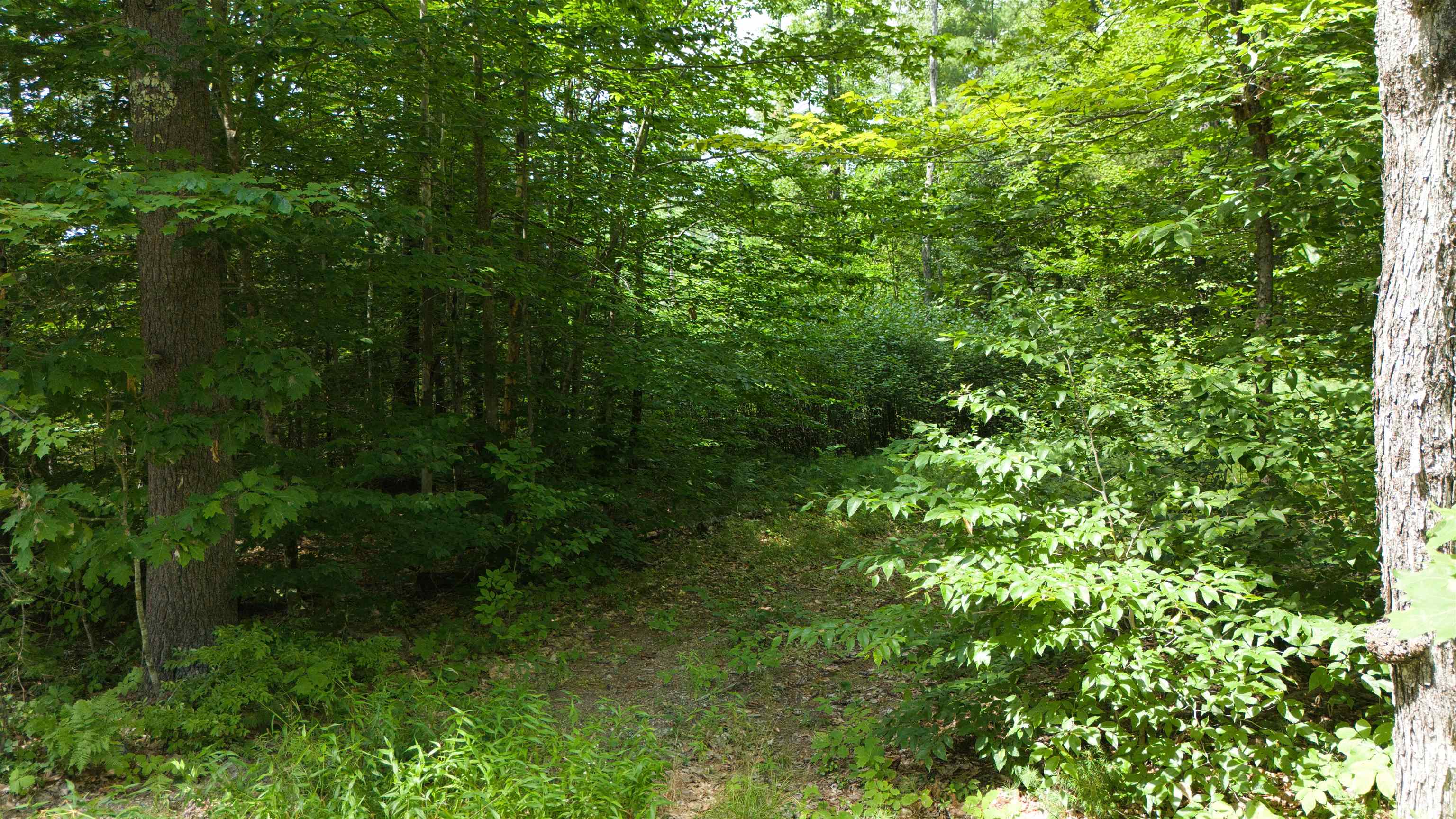 Lot 1,2,3 Colcord Road, Effingham, NH photo 4