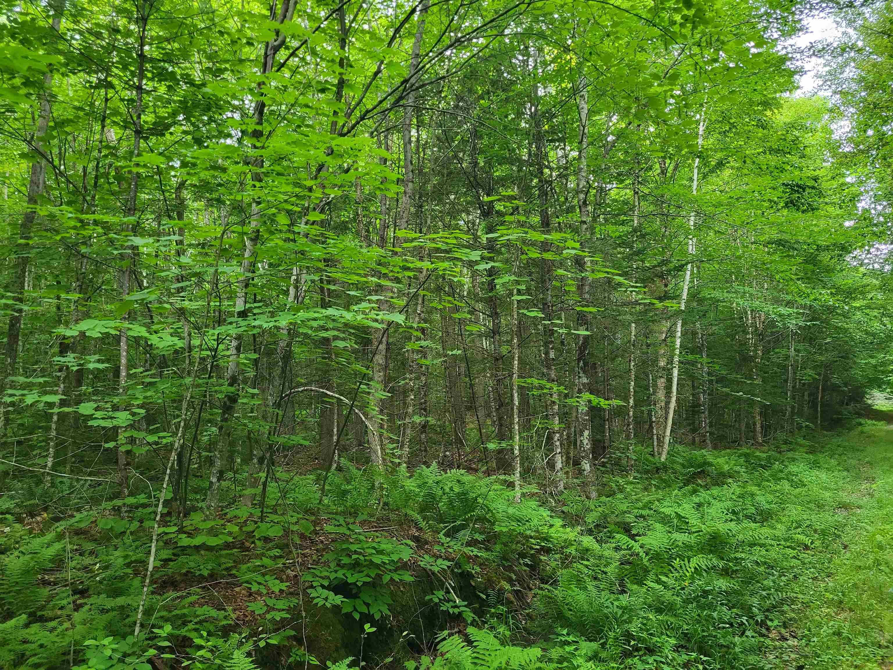 Lot 2 Bear Mountain Rd, Hebron, NH 03241