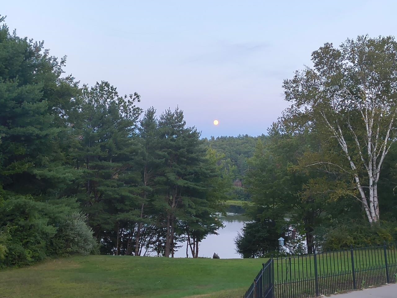 Back yard view
