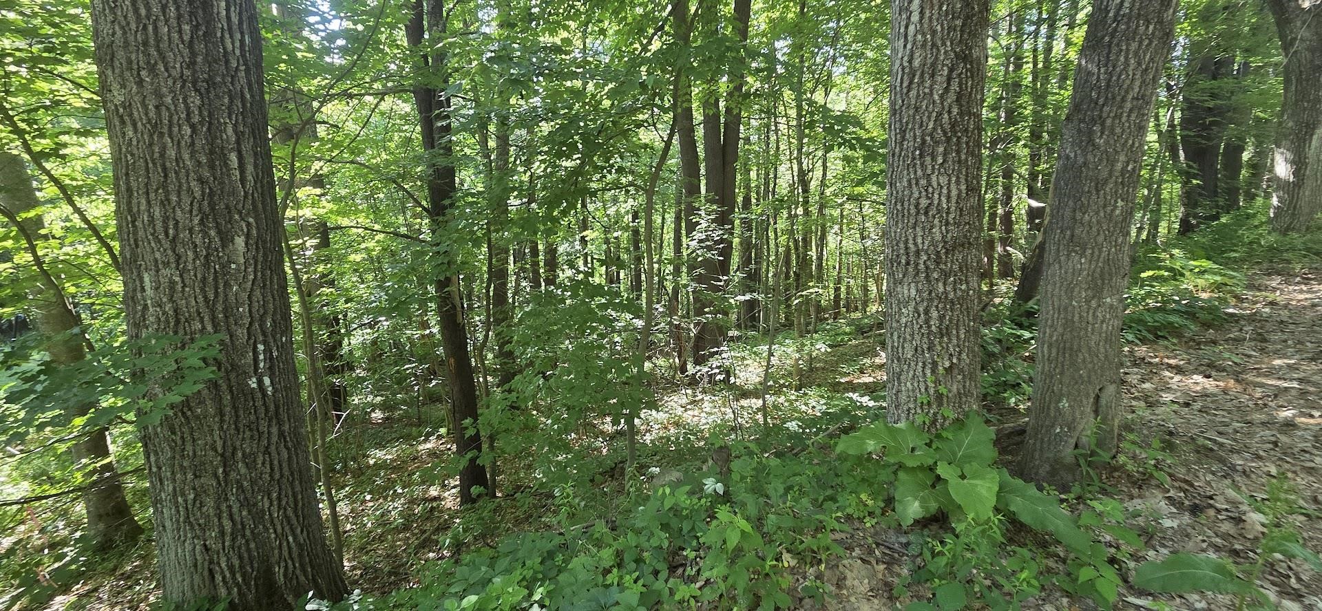 Map 101 Lot 18 Berry River Rd, Barrington, NH 03825