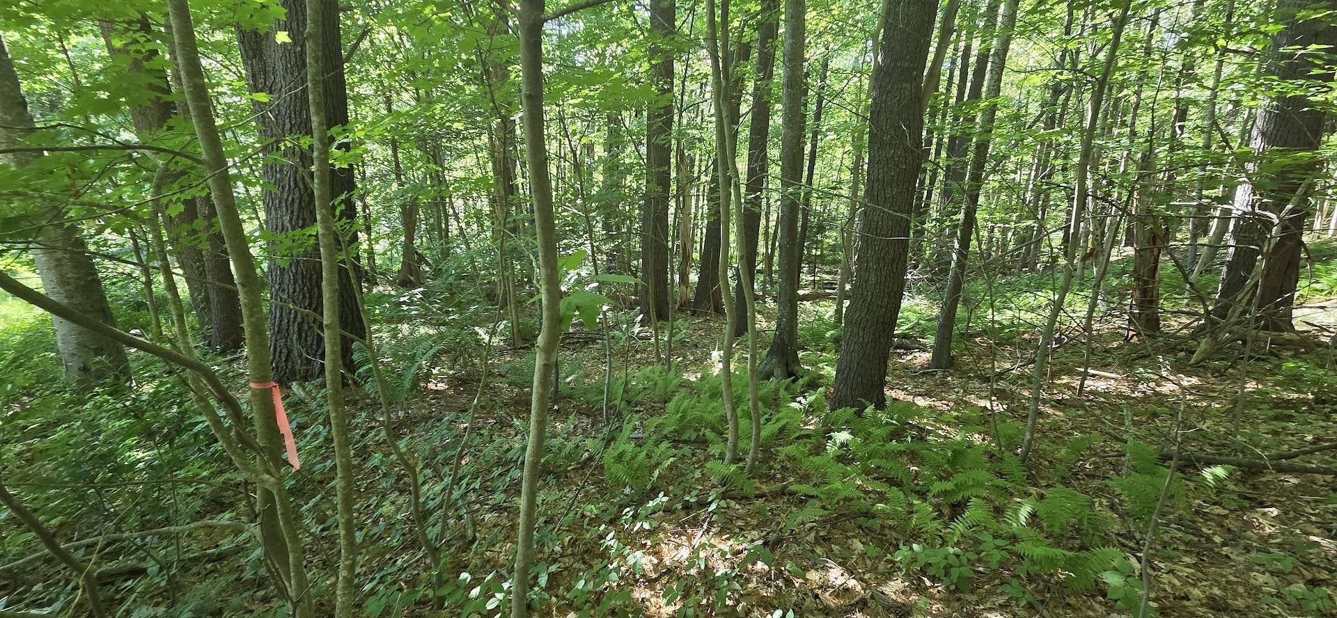 Map 101 Lot 18 Berry River Rd, Barrington, NH 03825