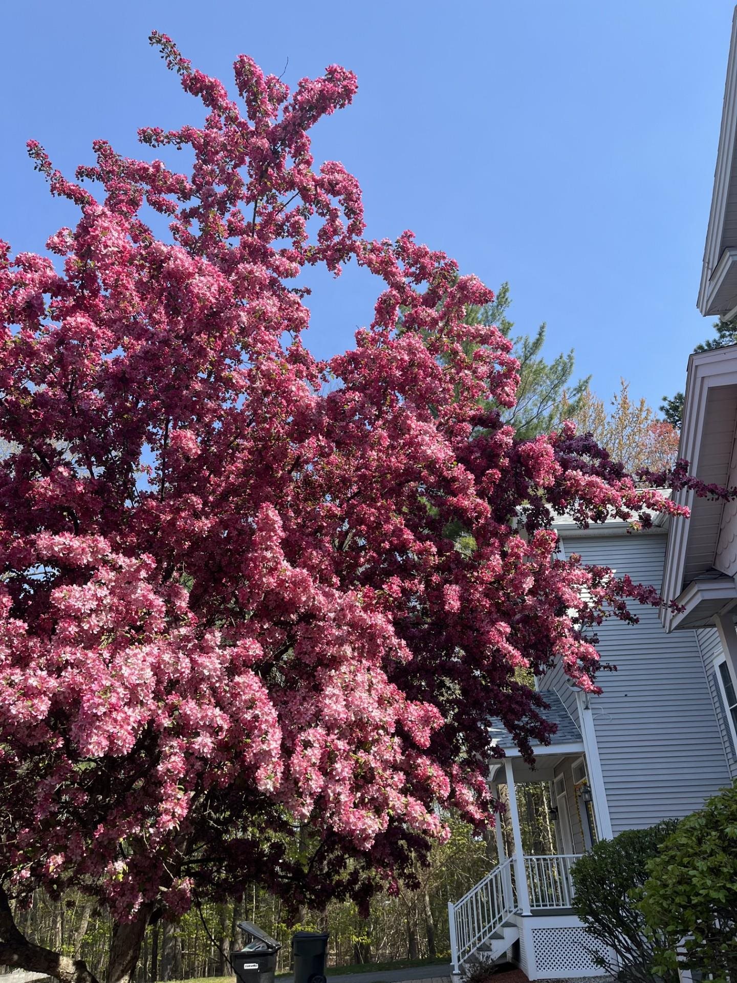 Tree in front