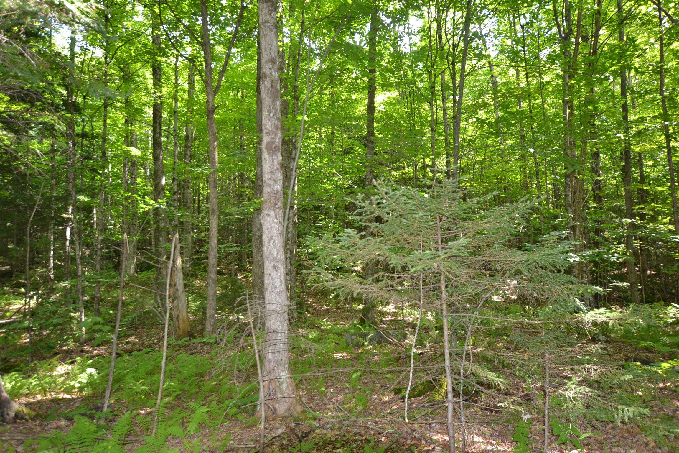Trees to take down or leave, as your plan dictates.