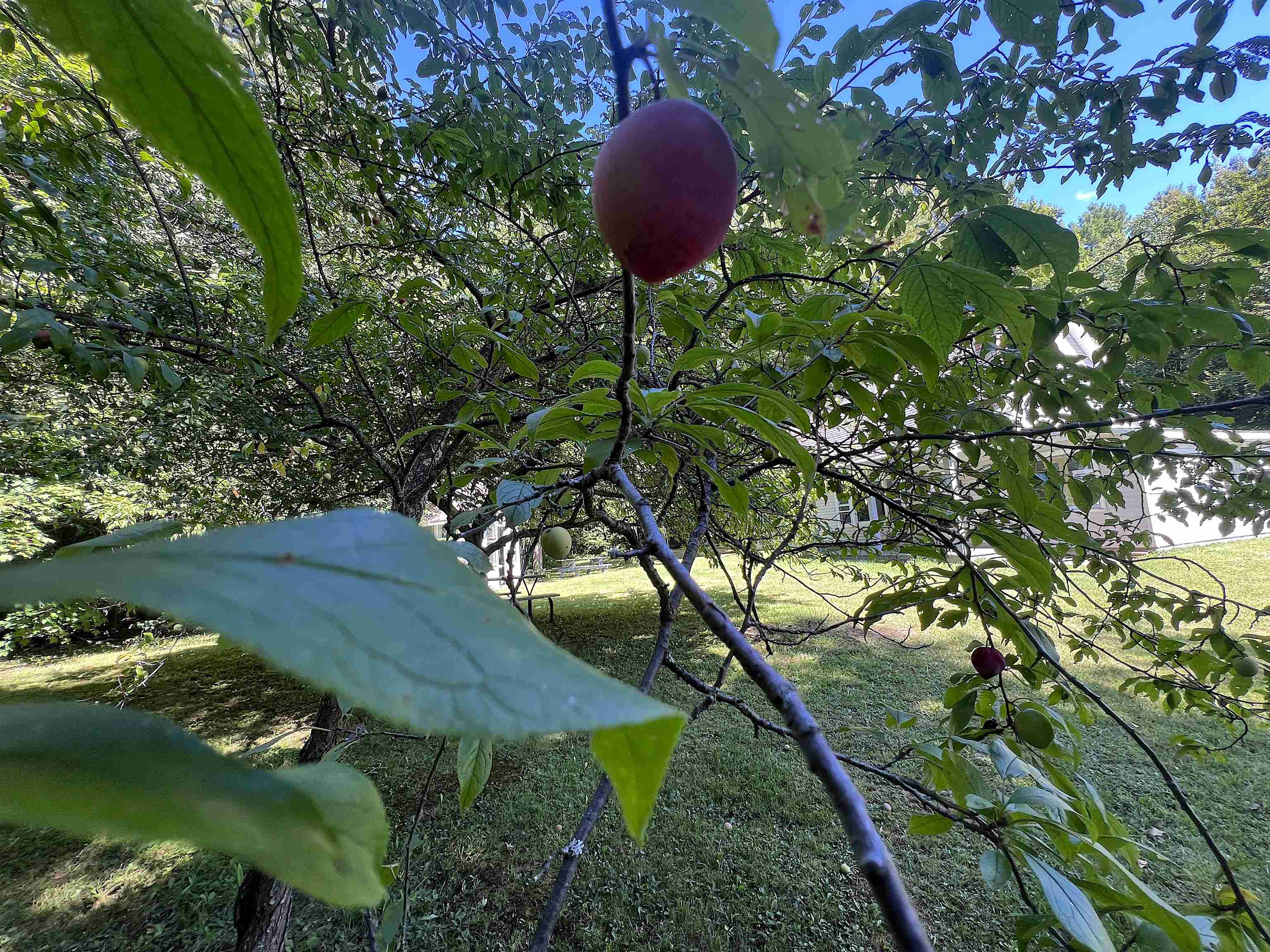 Plums