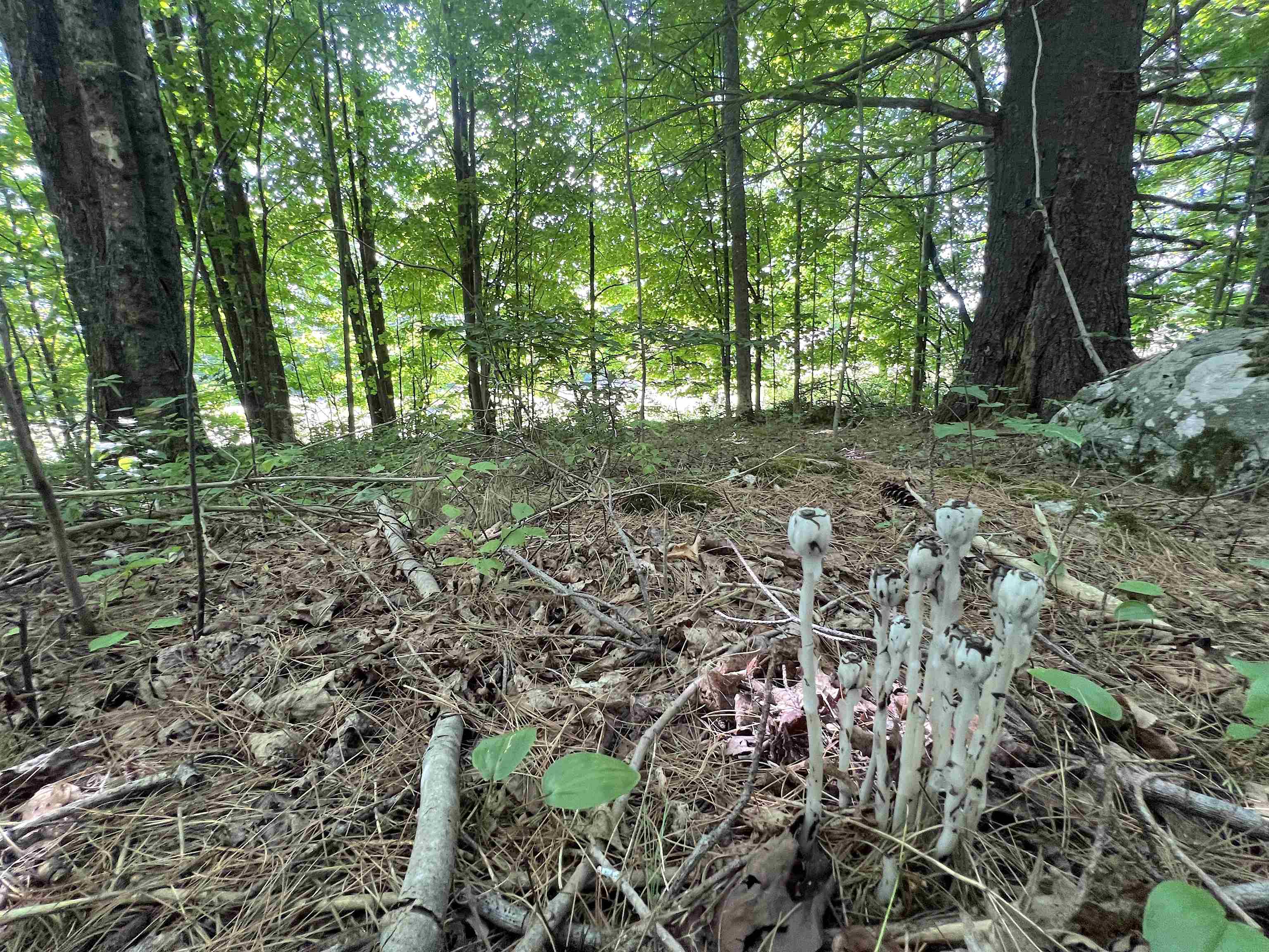 Woods