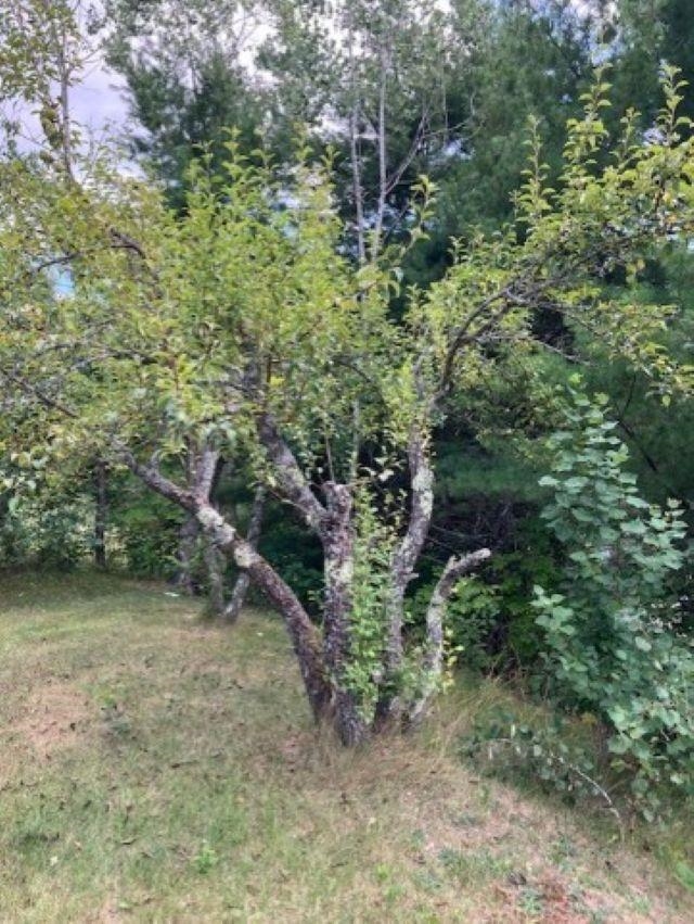 fruit trees-apple & pear