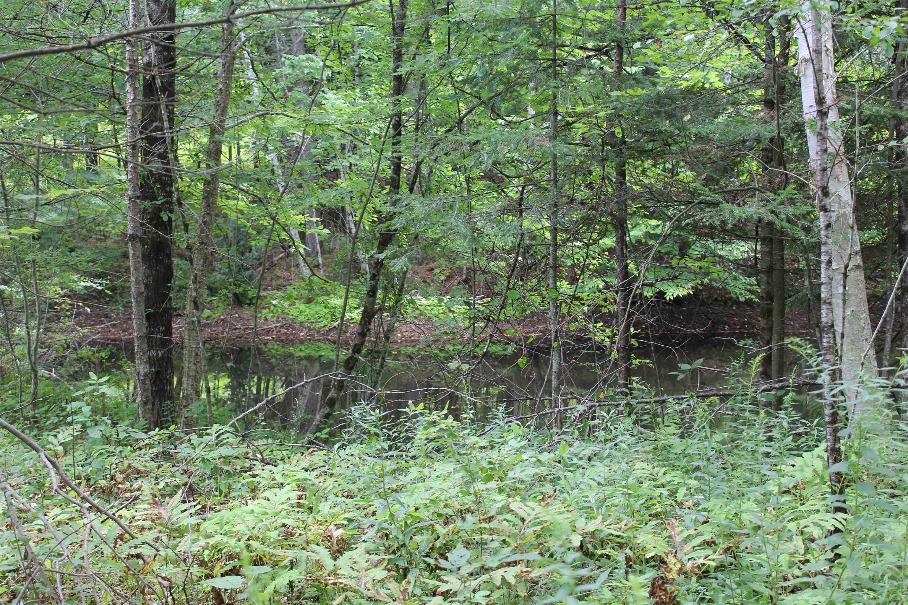 Part of the pond on the property