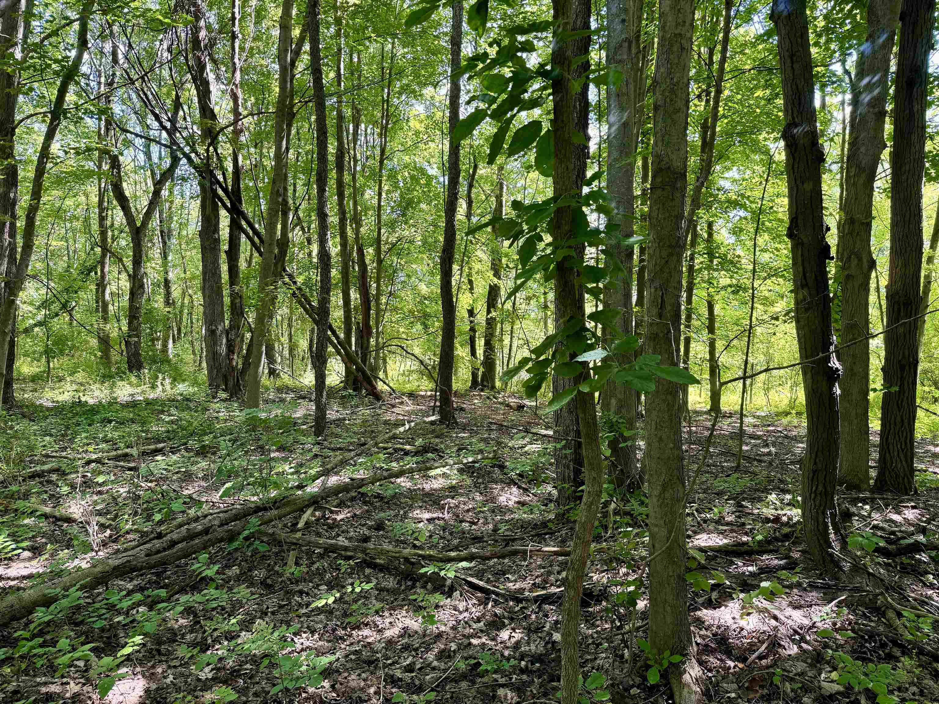 Level Area With Potential for a Future Homesite�Subject to Approvals