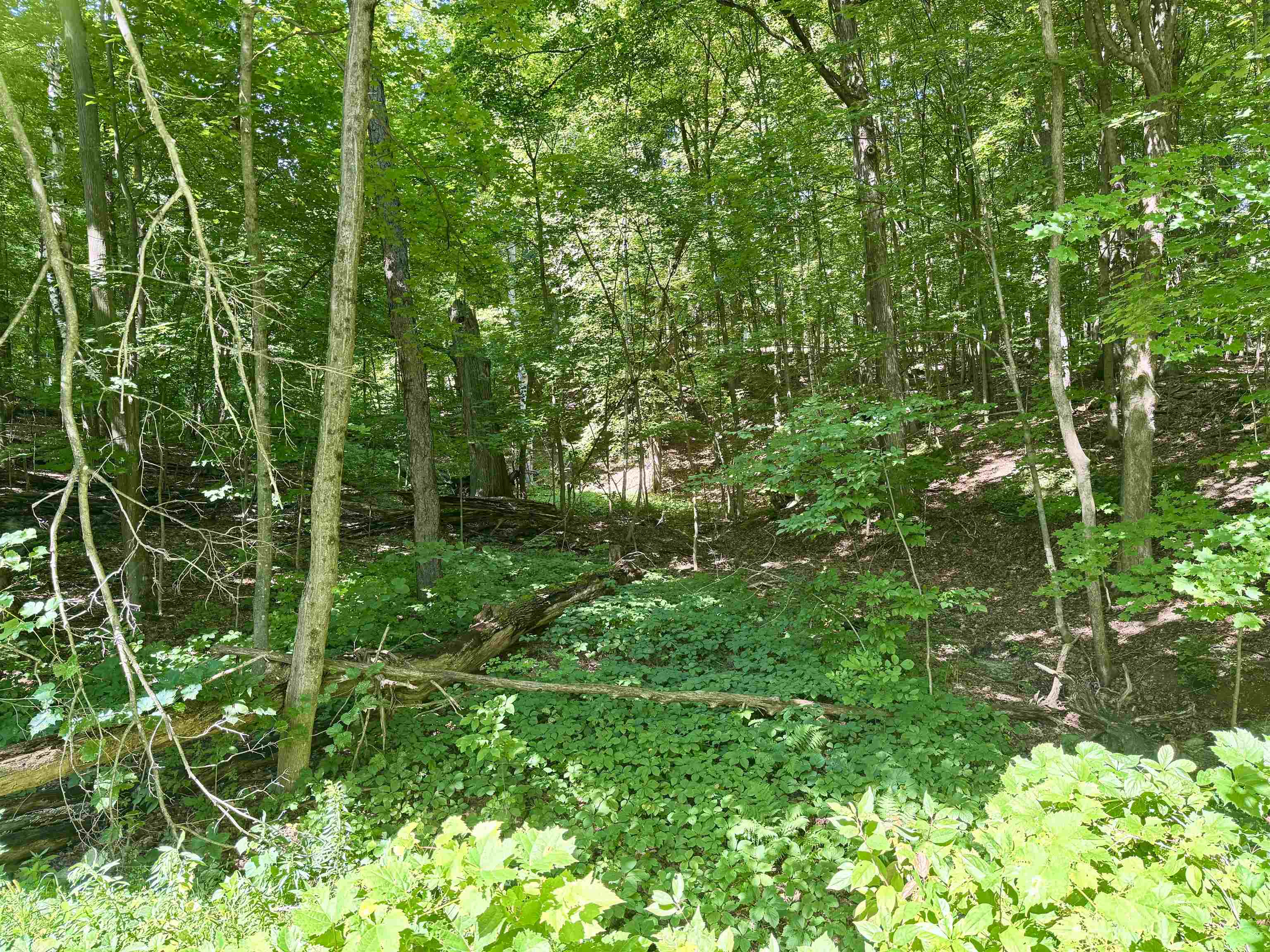 Open Wooded Area Near the Rear of the Property, Close to Crosier Road