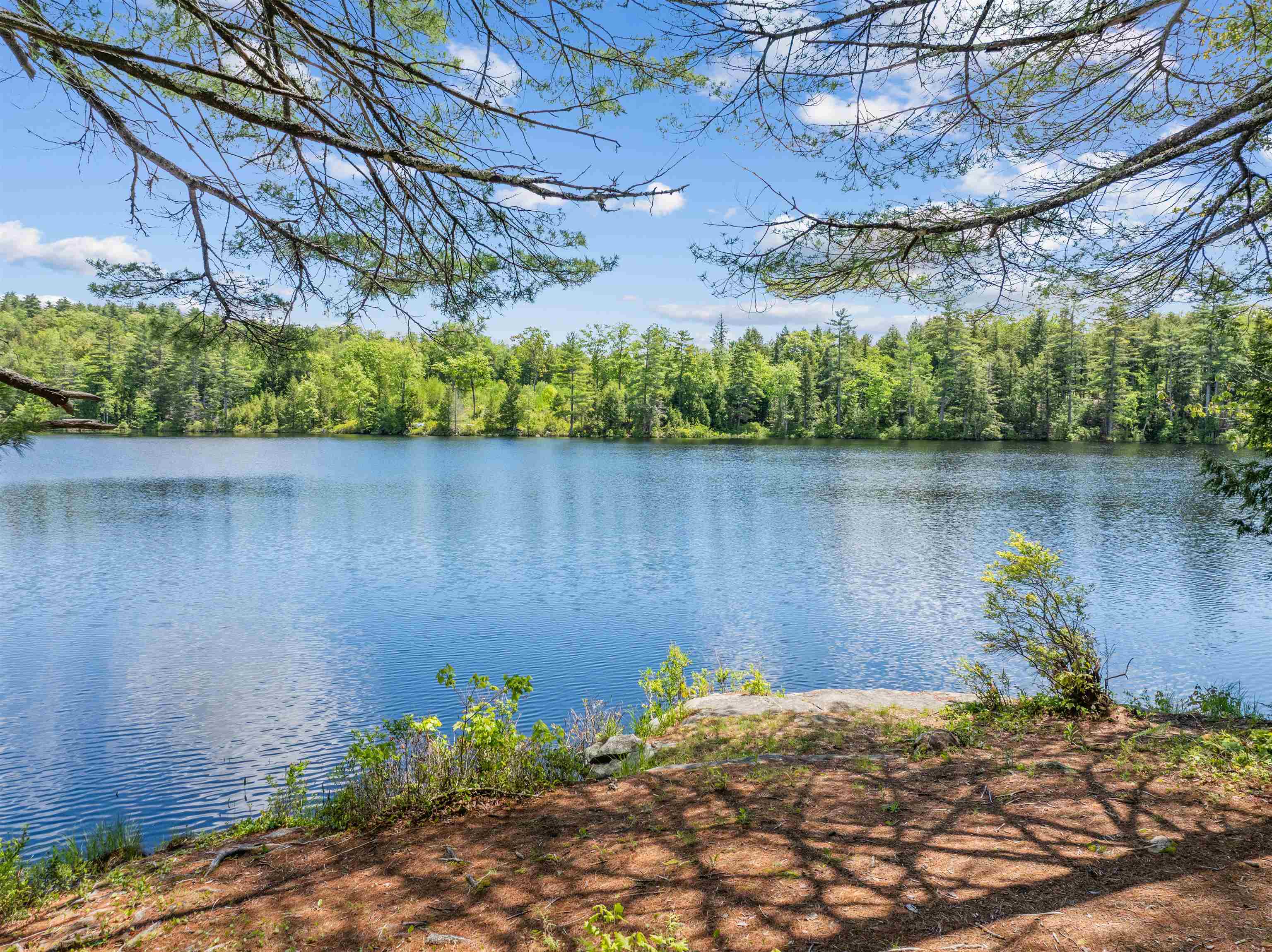Forest Pond