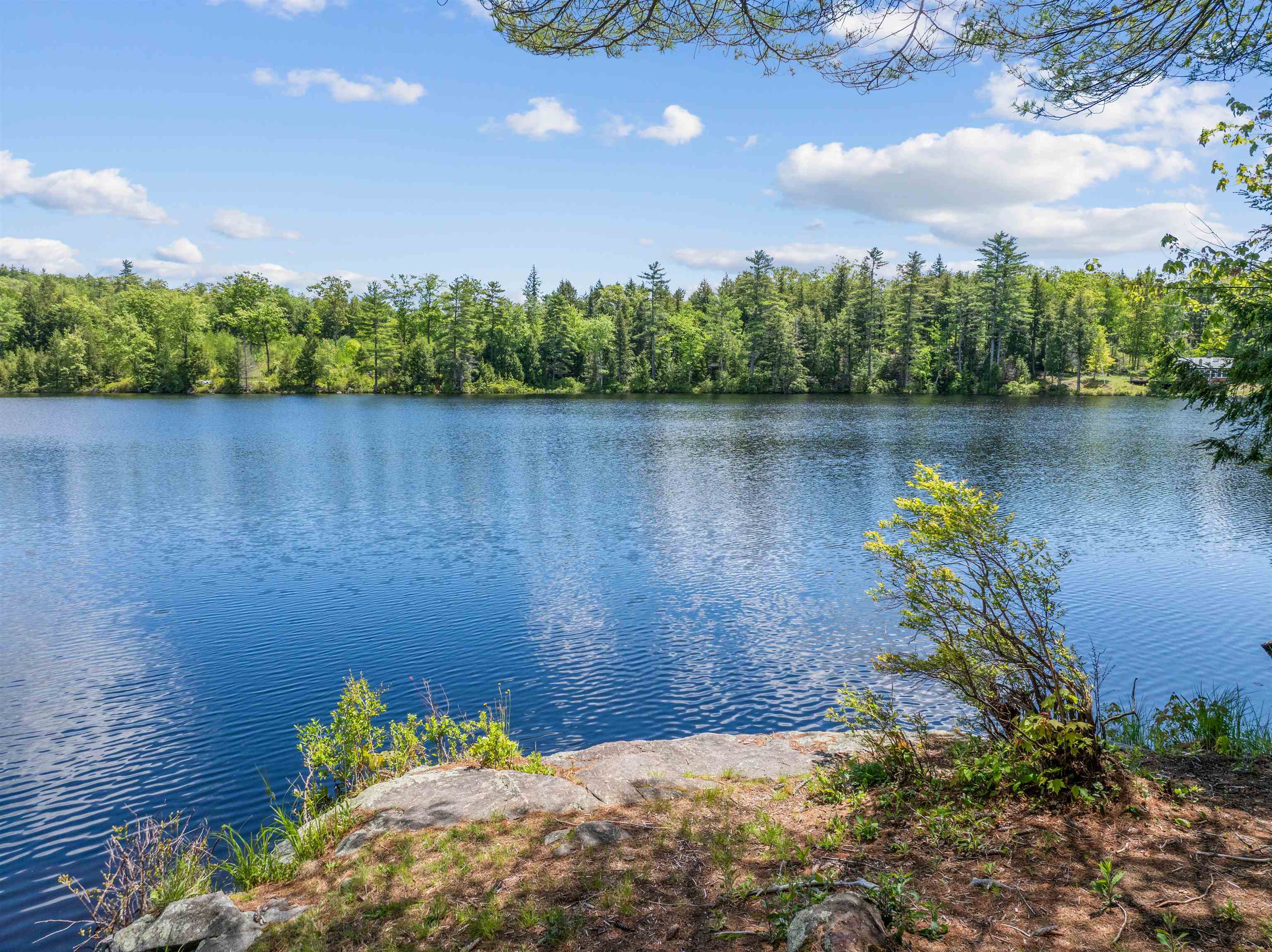 Forest Pond