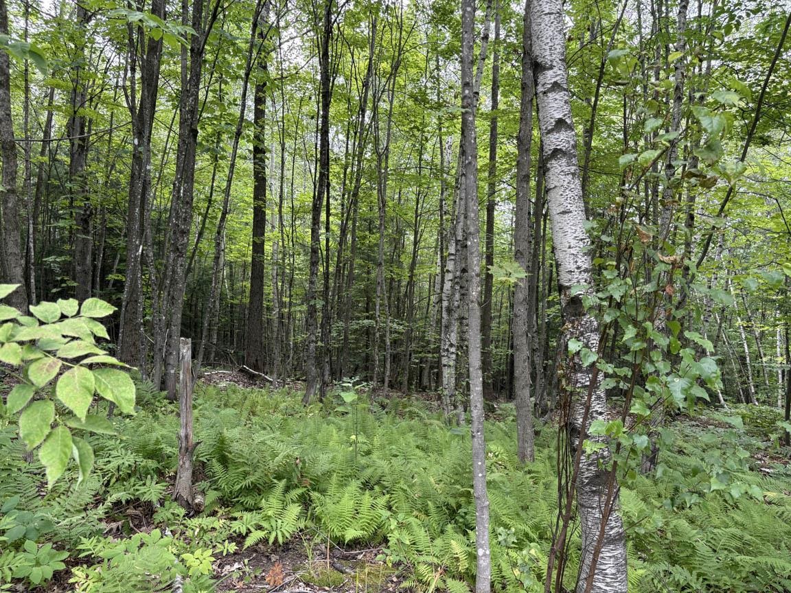 your forest of white birch trees