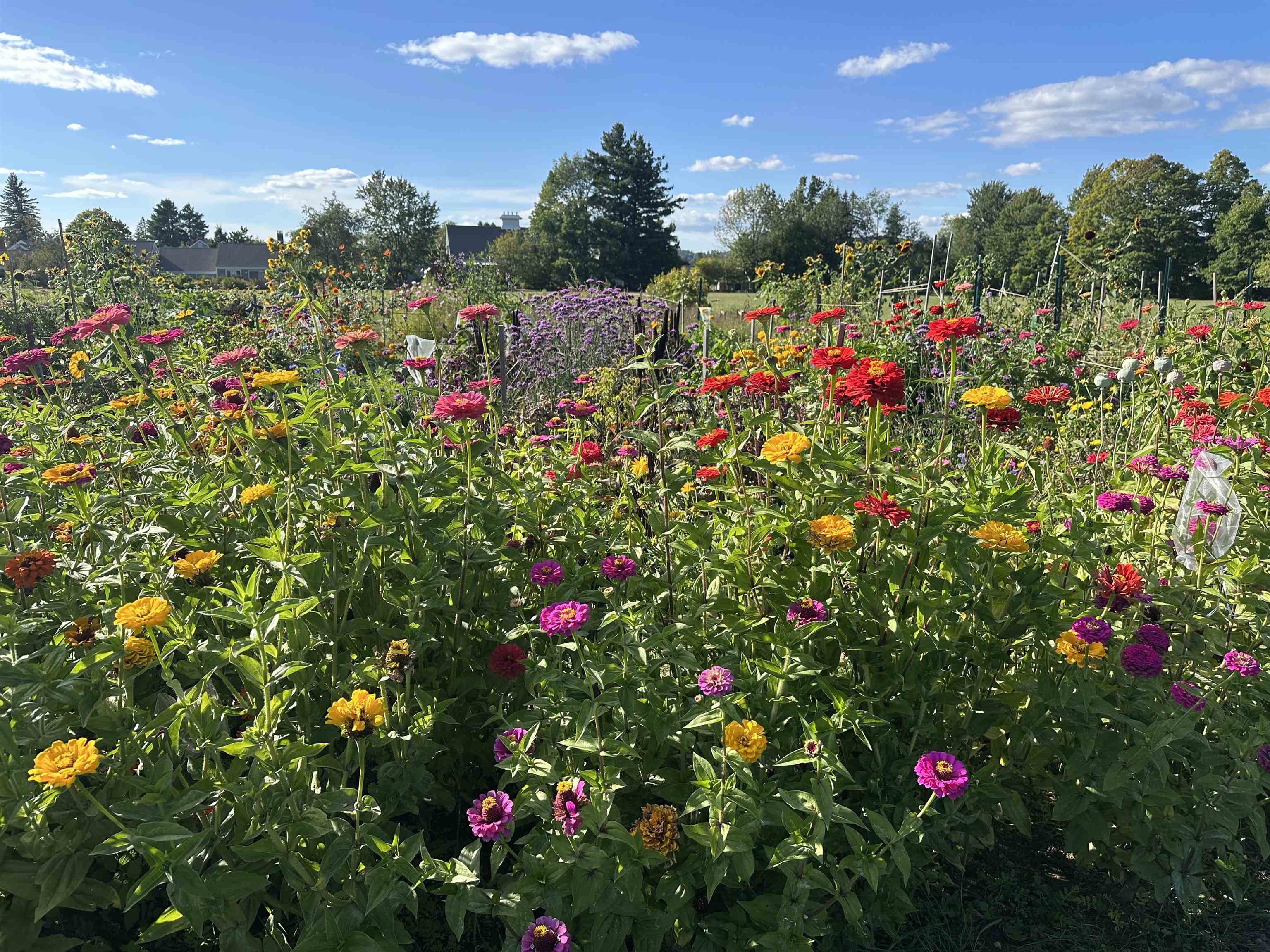 Community Garden