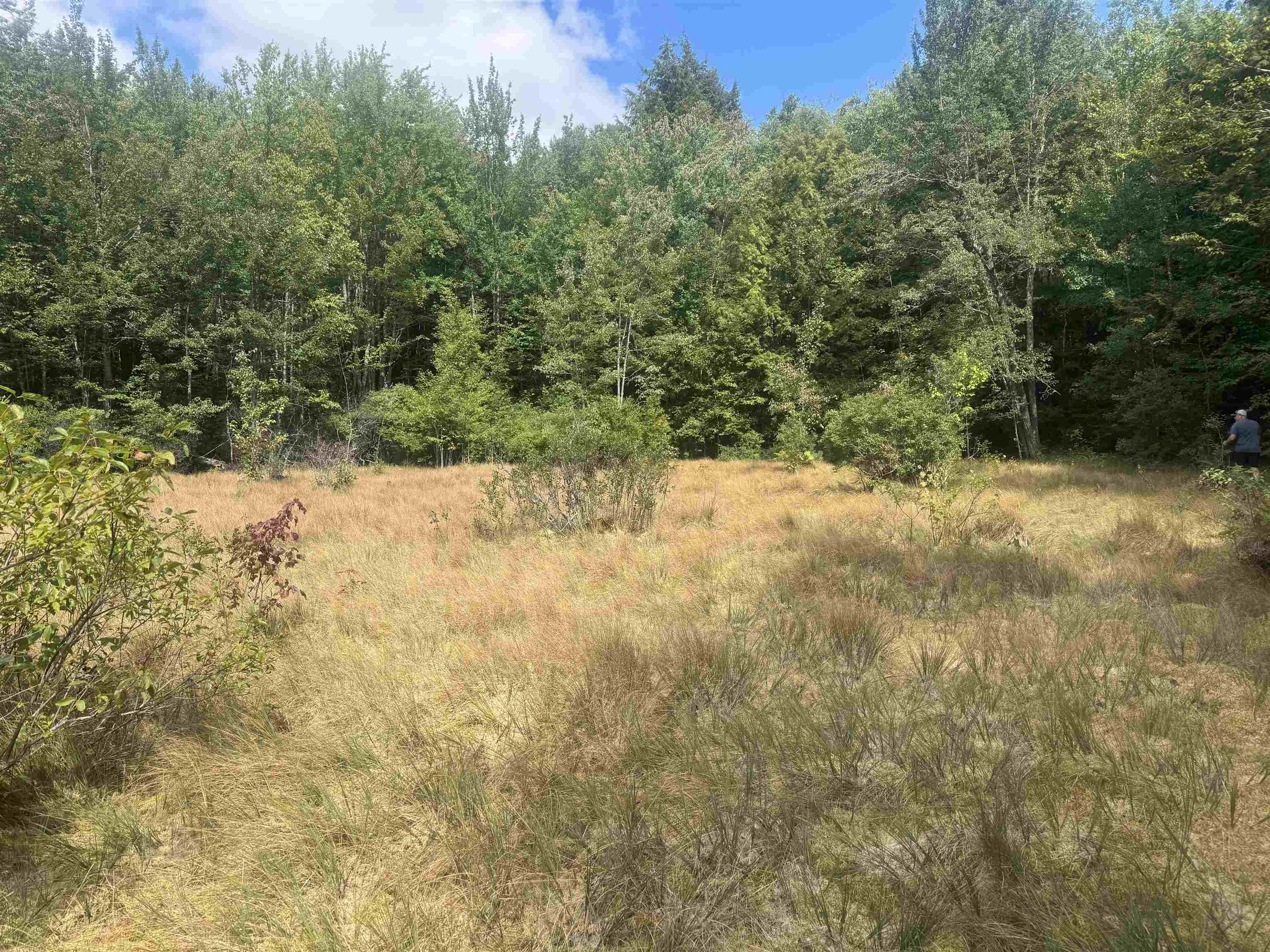 Wetland Meadow 26179671