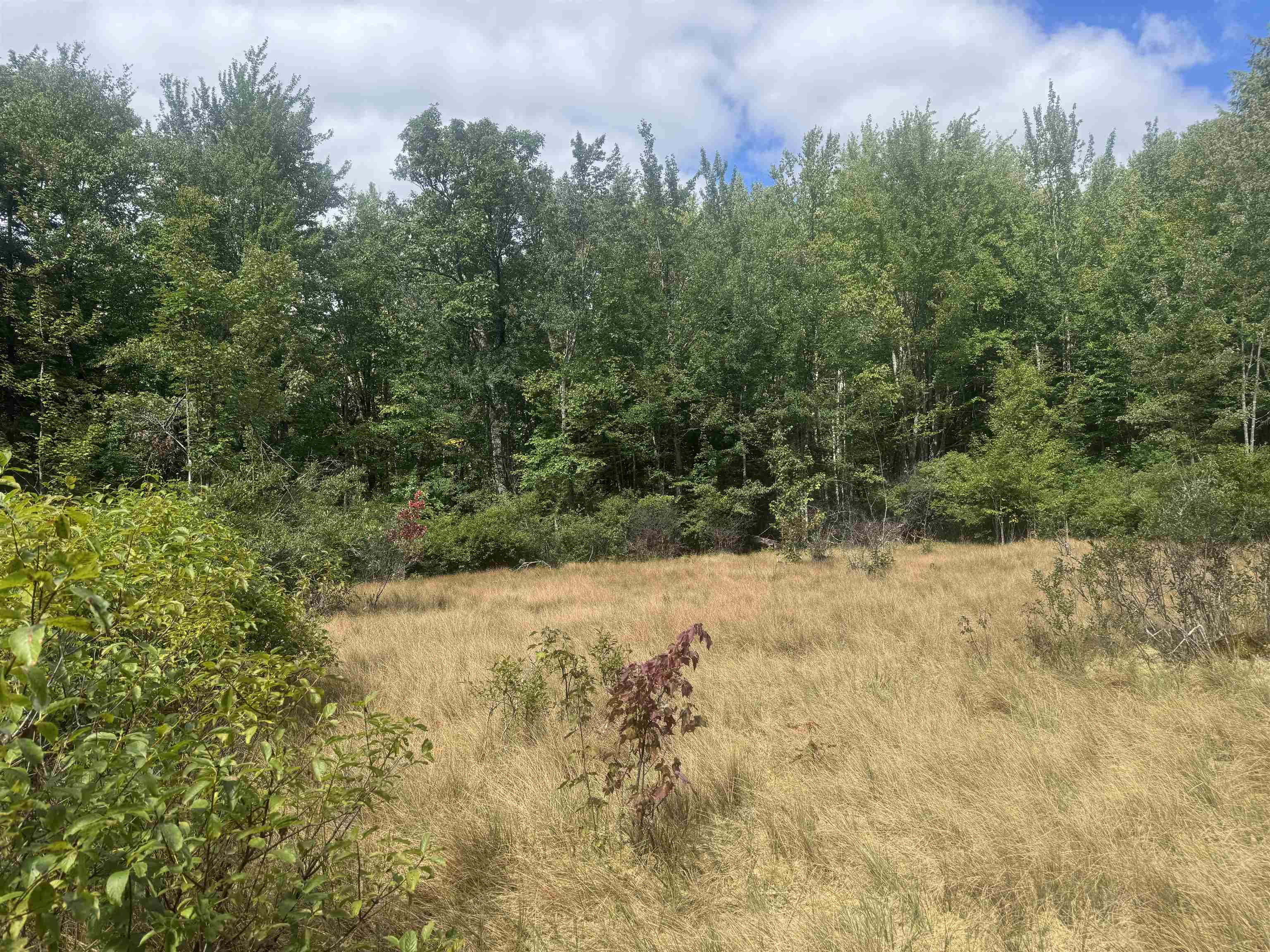 Wetland Meadow 26179673